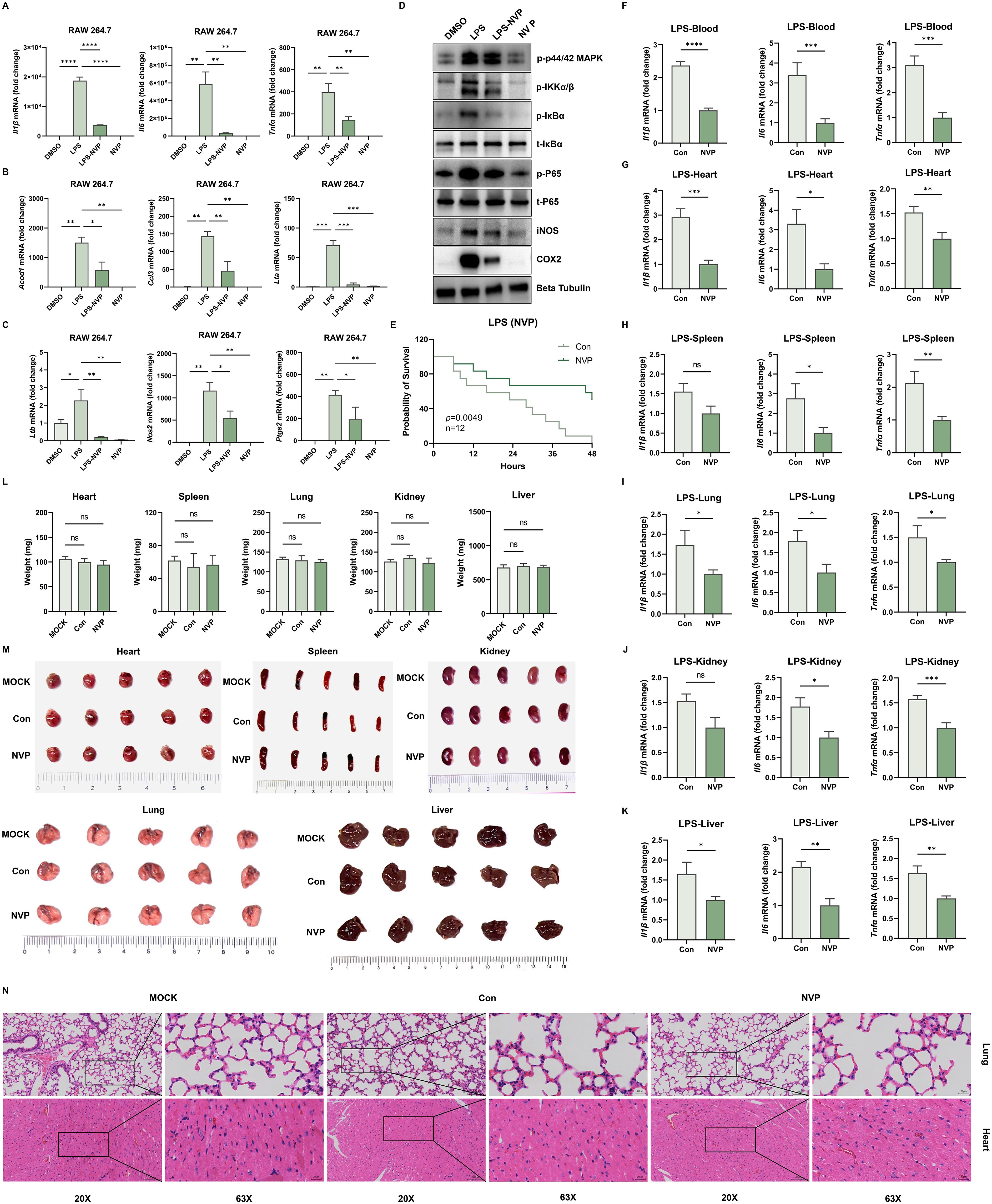 Graphs, charts, and microscopy images display experimental data involving RAW 264.7 cells and LPS treatment. Panels A-C present bar graphs showing mRNA fold changes in response to various treatments. Panel D features Western blot results for protein expression analysis. Panel E shows a survival probability curve. Panels F-K display additional bar graphs analyzing mRNA changes in different organs post-LPS exposure. Panel L shows images of organs like heart, spleen, lung, kidney, and liver under different conditions. Panel M compares mock, control, and NVP-treated tissues, while Panel N provides histological images of lung and heart tissues at 20X and 63X magnifications.