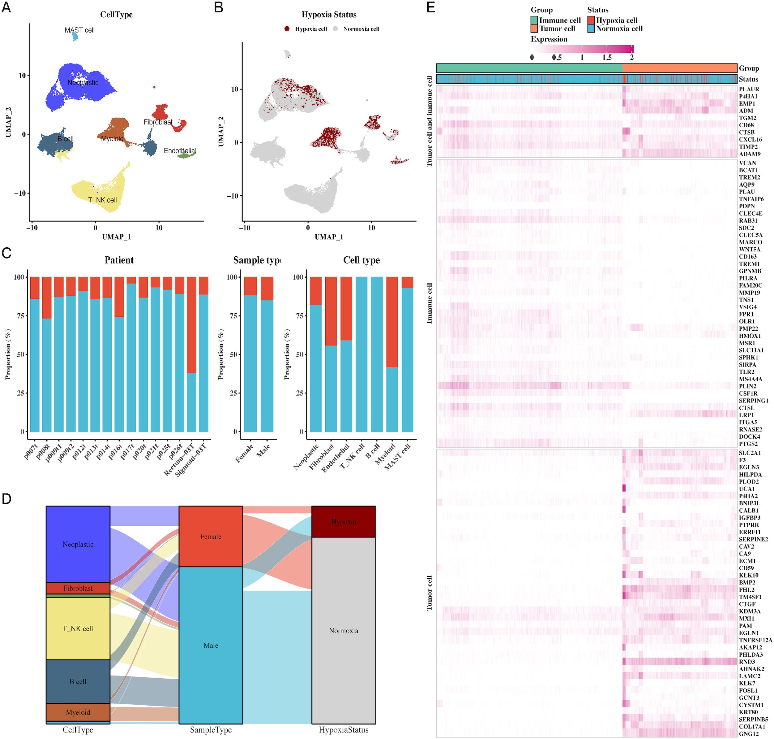 Composite image depicting various data visualizations related to cell types and hypoxia status. Panel A shows a UMAP scatter plot of different cell types. Panel B displays hypoxic and normoxic cell distribution. Panel C includes bar graphs comparing proportions of patient samples, sample types, and cell types. Panel D is a Sankey diagram illustrating relationships between cell type, sample type, and hypoxia status. Panel E is a heatmap showing gene expression levels in tumor and immune cells, categorized by hypoxia status.