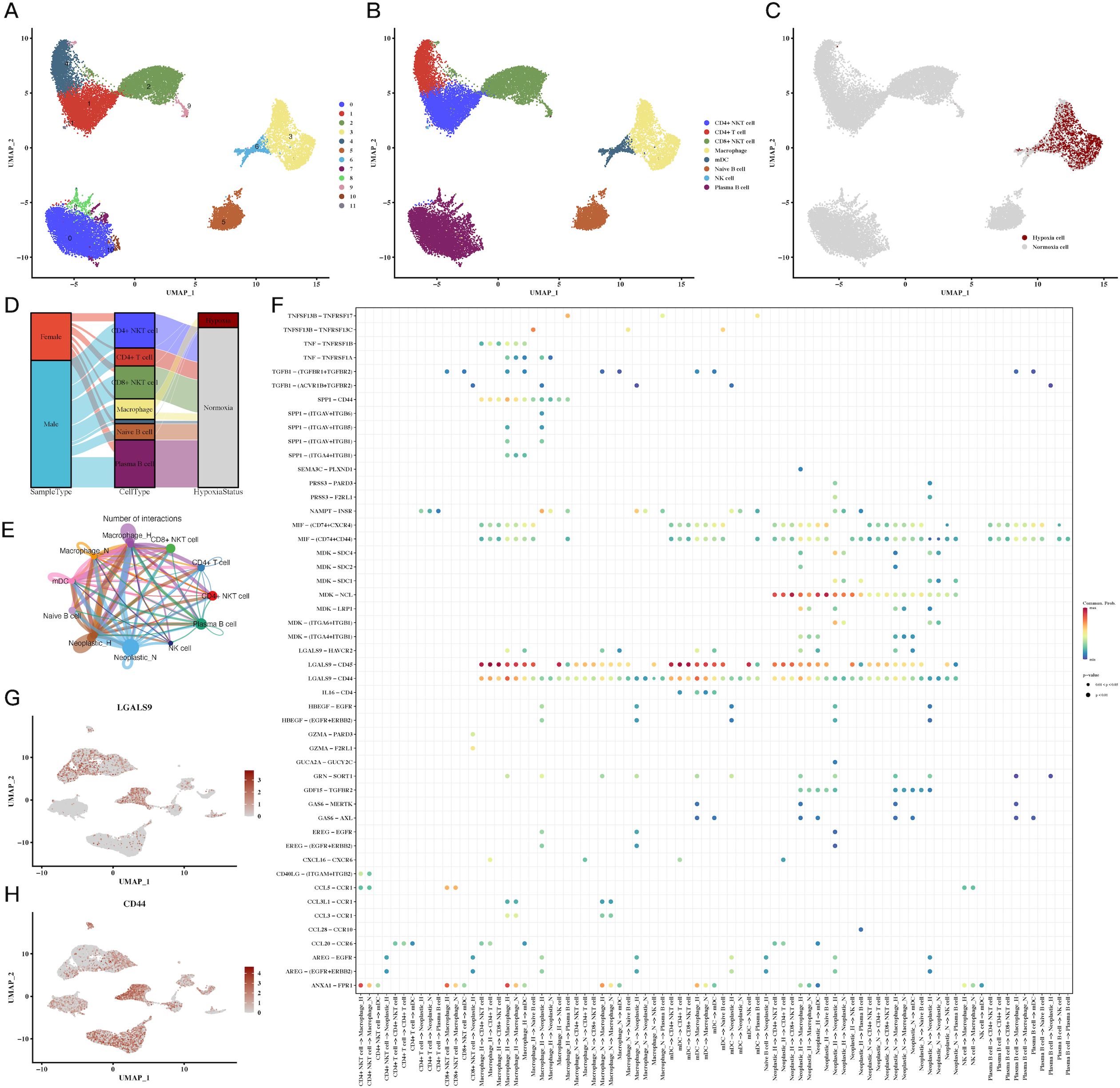 The image consists of multiple panels visualizing single-cell analysis data. Panels A, B, and C show UMAP plots with different cell types and conditions highlighted. Panel D uses a Sankey diagram to depict relationships between sample types, cell types, and conditions. Panel E features a network diagram illustrating interactions among various immune cells. Panel F contains a dot plot matrix displaying gene expression and interaction strength across different cell types. Panels G and H present UMAP plots for LGALS9 and CD44 gene expression, represented with a gradient color scale.