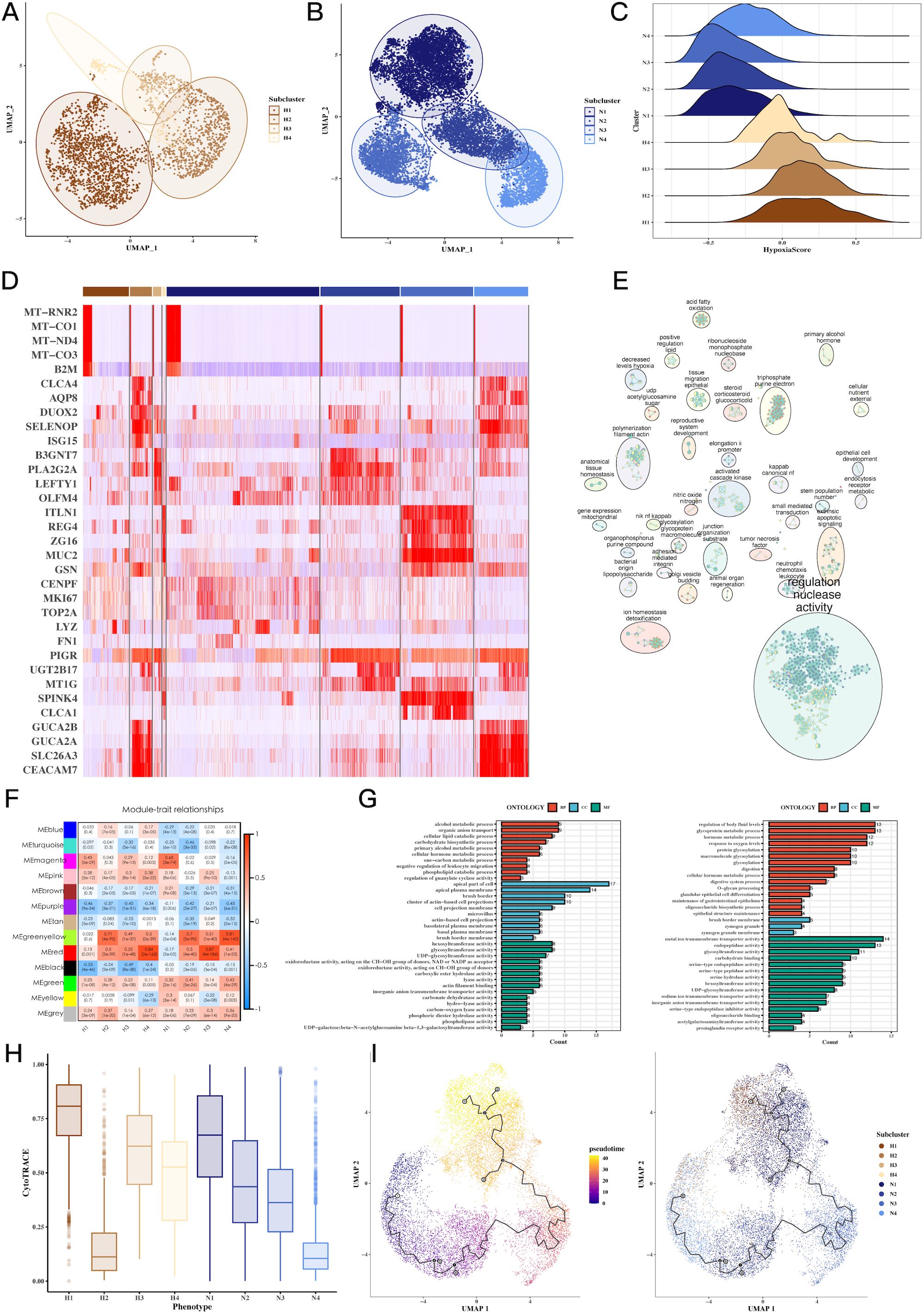 Nine-panel scientific figure analyzing cellular data. Panel A and B: UMAP plots showing clusters of data points in different shades. Panel C: Ridge plots comparing hypoxia scores across clusters. Panel D: Heatmap depicting gene expression levels. Panel E: Network of biological processes and activities. Panel F: Correlation matrix of module-trait relationships. Panel G: Bar charts of gene ontology distributions. Panel H: Box plots illustrating data distributions across subclusters. Panel I: UMAP plots showing cluster predictions with varying density and color.