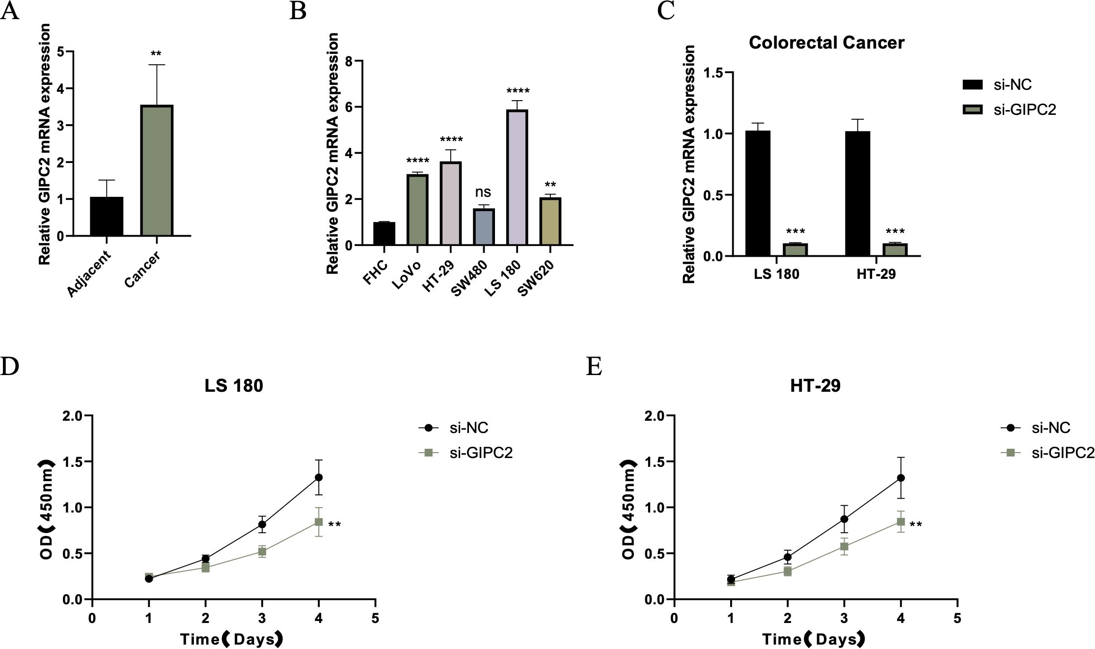Panel A shows a bar graph comparing GIPC2 mRNA expression between adjacent and cancer tissues with cancer tissues showing significantly higher expression. Panel B displays GIPC2 mRNA expression across different cell lines including FHC, LoVo, HT-29, SW480, LS 180, and SW620, with variations in expression levels. Panel C compares GIPC2 expression in LS 180 and HT-29 colorectal cancer cells, showing reduced expression in si-GIPC2 treatments. Panels D and E are line graphs depicting cell viability over five days for LS 180 and HT-29. The si-GIPC2 treatment shows reduced growth compared to si-NC. Statistical significance is indicated by asterisks.