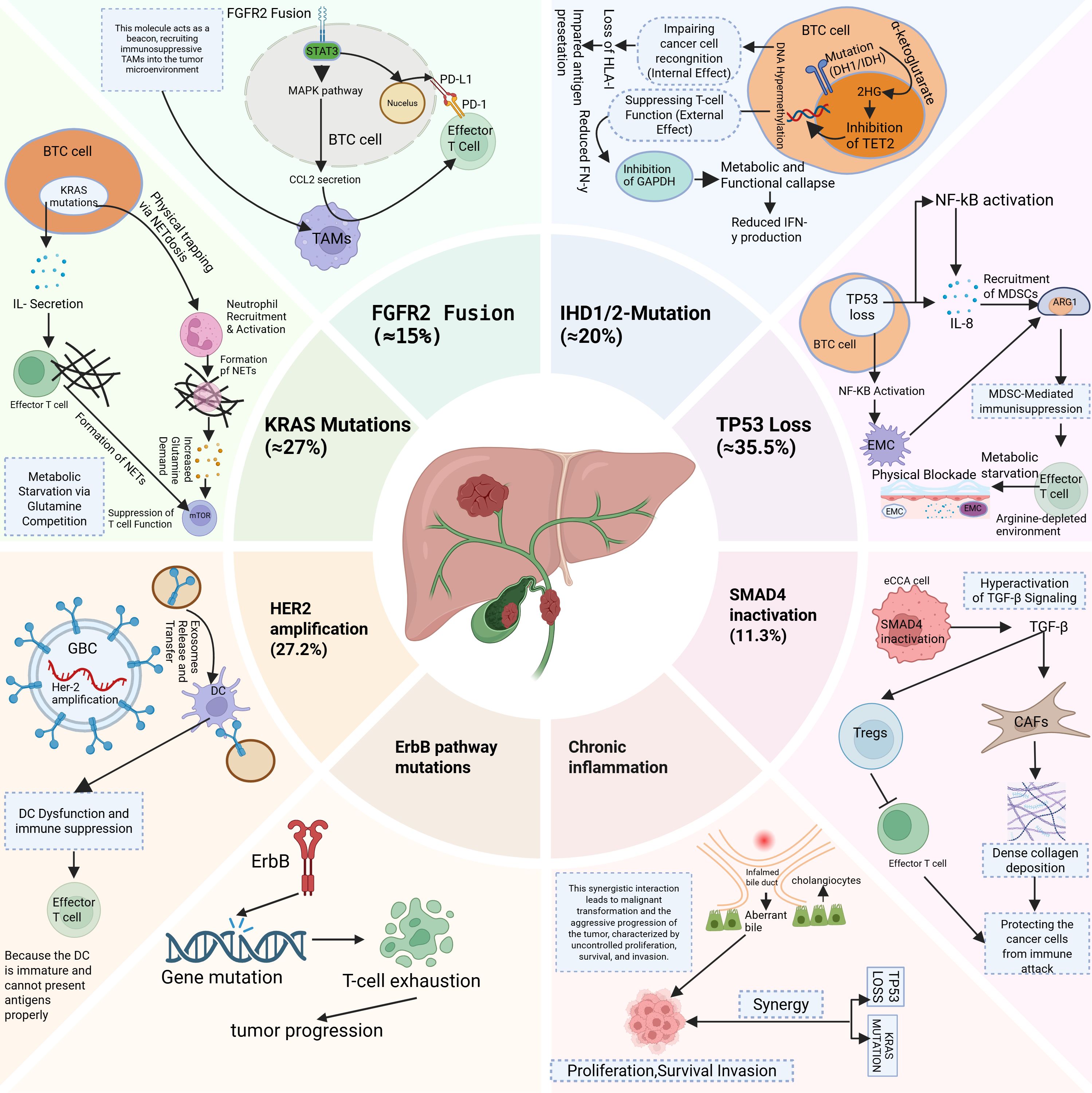 Diagram illustrating the molecular mechanisms driving different genetic alterations in biliary tract cancers (BTC). Sections detail FGFR2 fusion, KRAS mutations, HER2 amplification, IHD1/2 mutations, TP53 loss, and SMAD4 inactivation. Each segment shows pathways such as immune evasion, metabolic changes, gene mutations, and cellular interactions. A central liver depiction connects to the detailed alterations around it, highlighting cancer progression through various pathways and cellular effects, like inflammation, T-cell exhaustion, and tumor proliferation.