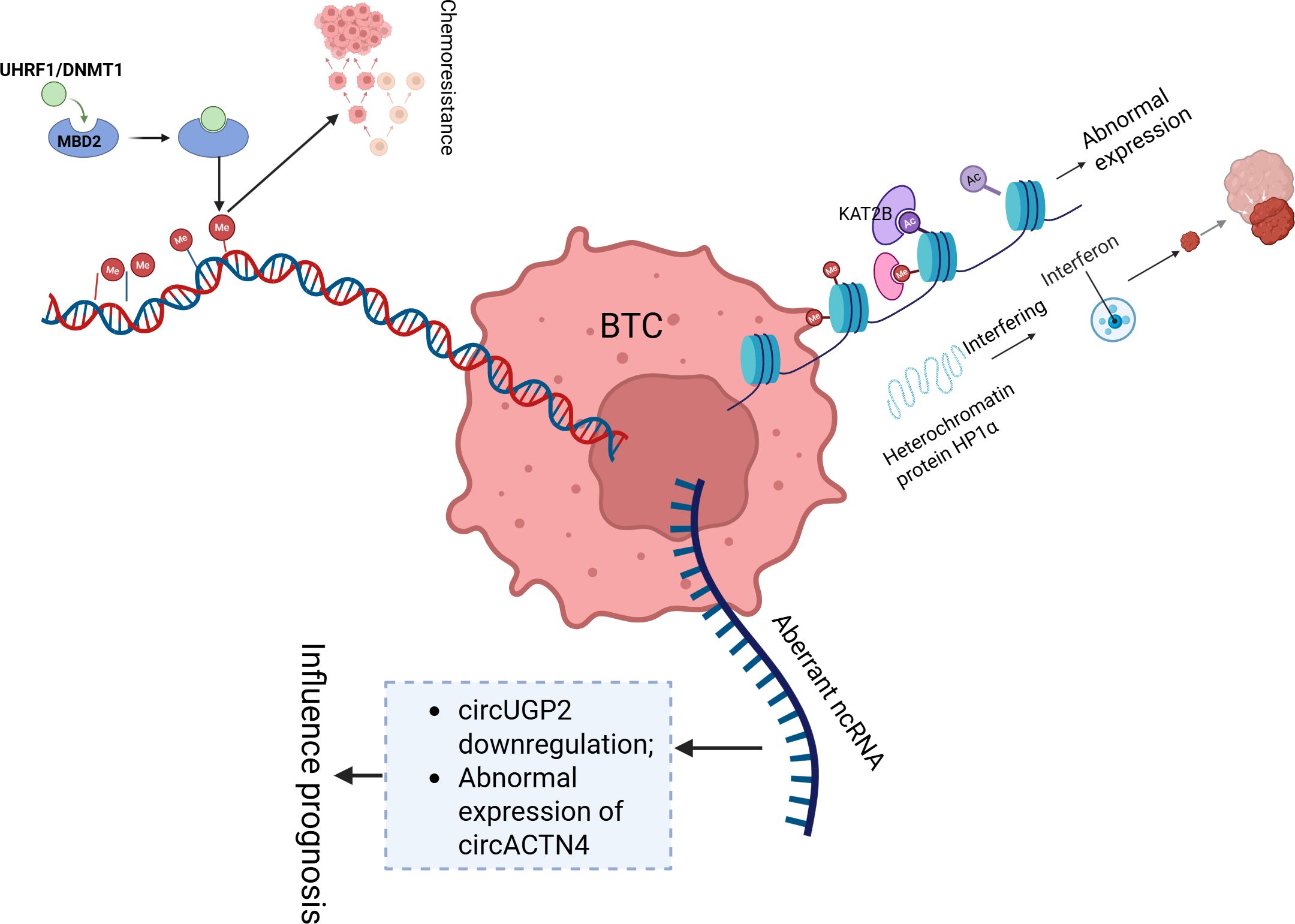 Diagram showing a cellular pathway related to chemoresistance and aberrant expression in cells. Key elements include BTC with annotations like UHRF1/DNMT1 affecting MBD2, leading to chemoresistance. It highlights abnormal expression and interference involving proteins such as KAT2B and HP1α. Aberrant ncRNA is linked to circUGP2 downregulation and abnormal circACTN4 expression, influencing prognosis.