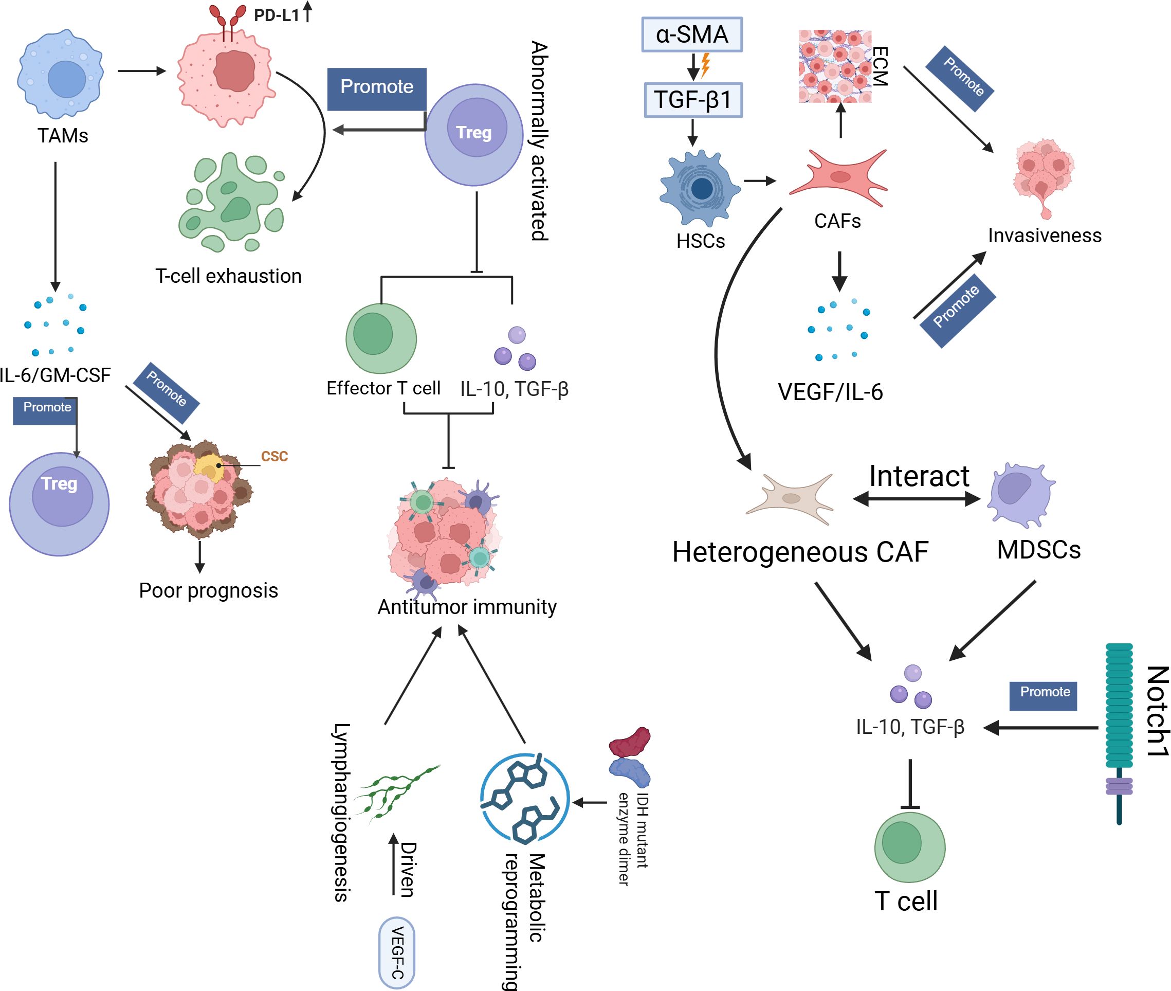 Flowchart illustrating the interactions and roles of immune cells, cancer-associated fibroblasts (CAFs), and signaling molecules in tumor environments. It highlights T-cell exhaustion, regulation by Tregs, effects on antitumor immunity, and promotion of poor prognosis by cancer stem cells (CSCs). Key elements include IL-6, GM-CSF, VEGF, IL-10, TGF-β, lymphangiogenesis, and metabolic reprogramming. The diagram shows the influence of PD-L1, Notch1, and IDH mutant enzyme dimer on these processes, emphasizing pathways that either promote or inhibit cancer progression.