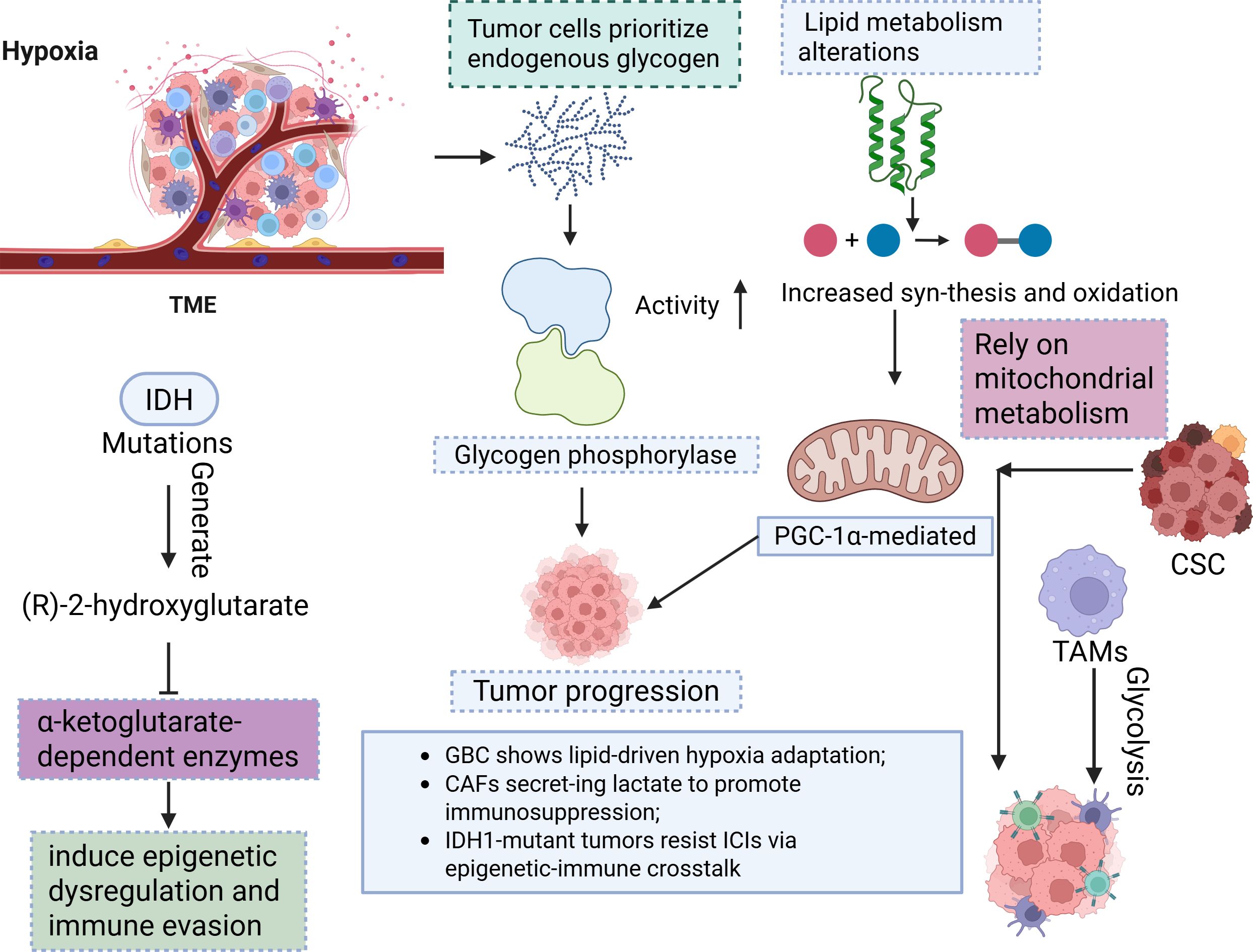 Illustration showing tumor microenvironment under hypoxia. IDH mutations generate (R)-2-hydroxyglutarate, activating α-ketoglutarate-dependent enzymes, leading to epigenetic dysregulation and immune evasion. Tumor cells prioritize glycogen and mitochondrial metabolism. PGC-1α-mediated processes contribute to tumor progression. Glycogen phosphorylase activity increases synthesis and oxidation, with lipid metabolism alterations. Cancer stem cells (CSC) and tumor-associated macrophages (TAMs) are involved, with glycolysis indicated. The diagram highlights the roles of glycogen, lipid metabolism, and specific enzymes in promoting tumor growth and immune evasion. Elements include a depiction of tumor tissue, cells, and flowchart arrows connecting processes.