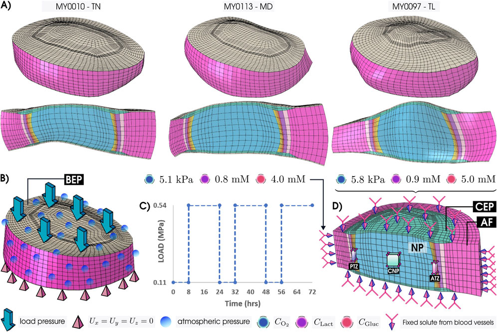 Scientific illustration showing four panels: A) Mesh-based models of three intervertebral discs labeled MY0010-TN, MY0113-MD, and MY0097-TL, each featuring color-coded layers representing tissue composition. B) Diagram depicting an intervertebral disc with arrows showing load pressure (BEP) and fixed supports, using blue and pink hues for atmospheric and solute pressures. C) Graph displaying load (MPa) versus time (hrs), featuring a cyclic load pattern between 0.11 and 0.54 MPa over 72 hours. D) Cross-section model illustrating solute transport in a disc, with color codes indicating fixed solute, gas, and glucose levels, and regions labeled NP, CEP, and AF.