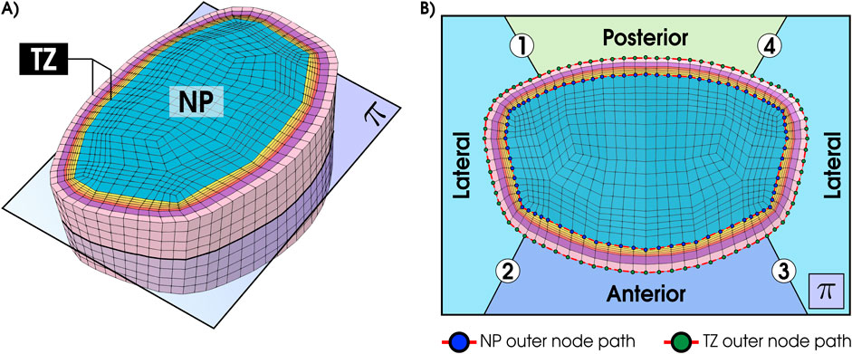 Illustration depicting two perspectives of a segmented 3D model. A) Shows a 3D view with labeled regions