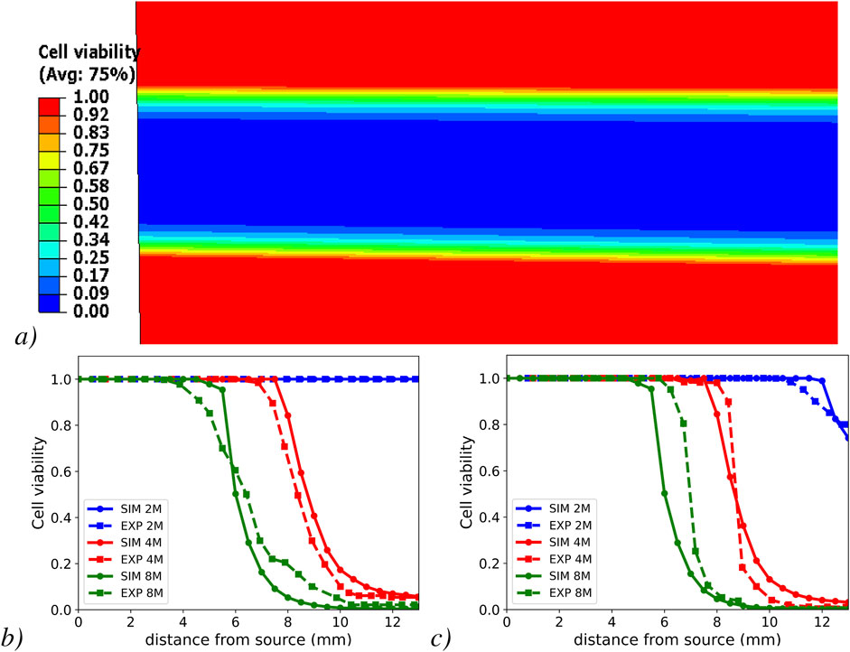 Heatmap and line graphs depicting cell viability. The heatmap (a) shows a color gradient from red (1.00 viability) to blue (0.00 viability) with an average of 75%. Line graphs (b and c) illustrate cell viability against distance from the source in millimeters, with different colors and patterns representing simulated (SIM) and experimental (EXP) results at two, four, and eight months. The graphs show decreasing viability with distance, varying by time and method.