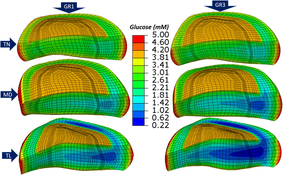 Simulation showing glucose concentration distributions in three anatomical planes, labeled TN, MD, TL, with two growth rates, GR1 and GR3. A color gradient indicates glucose levels from high (red) to low (blue), ranging from 5.00 to 0.22 mM.