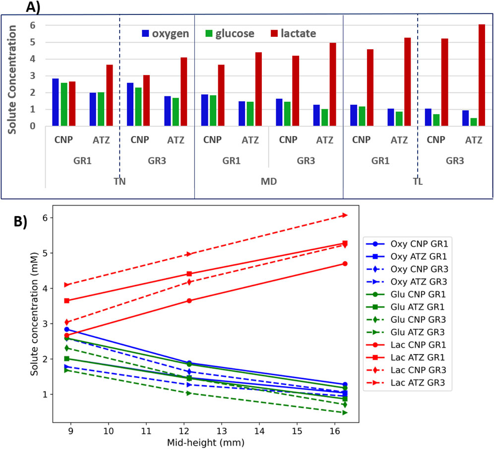 Chart A shows bar graphs of solute concentrations—oxygen (blue), glucose (green), and lactate (red)—for different groups (CNP, ATZ) in various conditions (GR1, GR3) and sections (TN, MD, TL). Chart B displays line graphs of solute concentrations over mid-height measurements, with different markers representing groups and solutes: oxygen, glucose, and lactate.