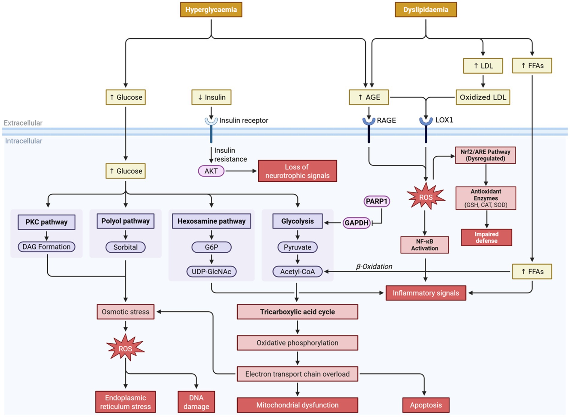 Flowchart illustrating the cellular impact of hyperglycaemia and dyslipidaemia. Hyperglycaemia increases glucose and decreases insulin, leading to insulin resistance and loss of neurotrophic signals. Pathways affected include PKC, polyol, hexosamine, and glycolysis, causing oxidative and osmotic stress, ROS production, and downstream effects like endoplasmic reticulum stress, DNA damage, and mitochondrial dysfunction. Dyslipidaemia increases AGE, LDL, and FFAs, leading to oxidative stress through pathways like LOX1 and RAGE, and impaired antioxidant defenses. These processes trigger inflammatory signals and cellular apoptosis.