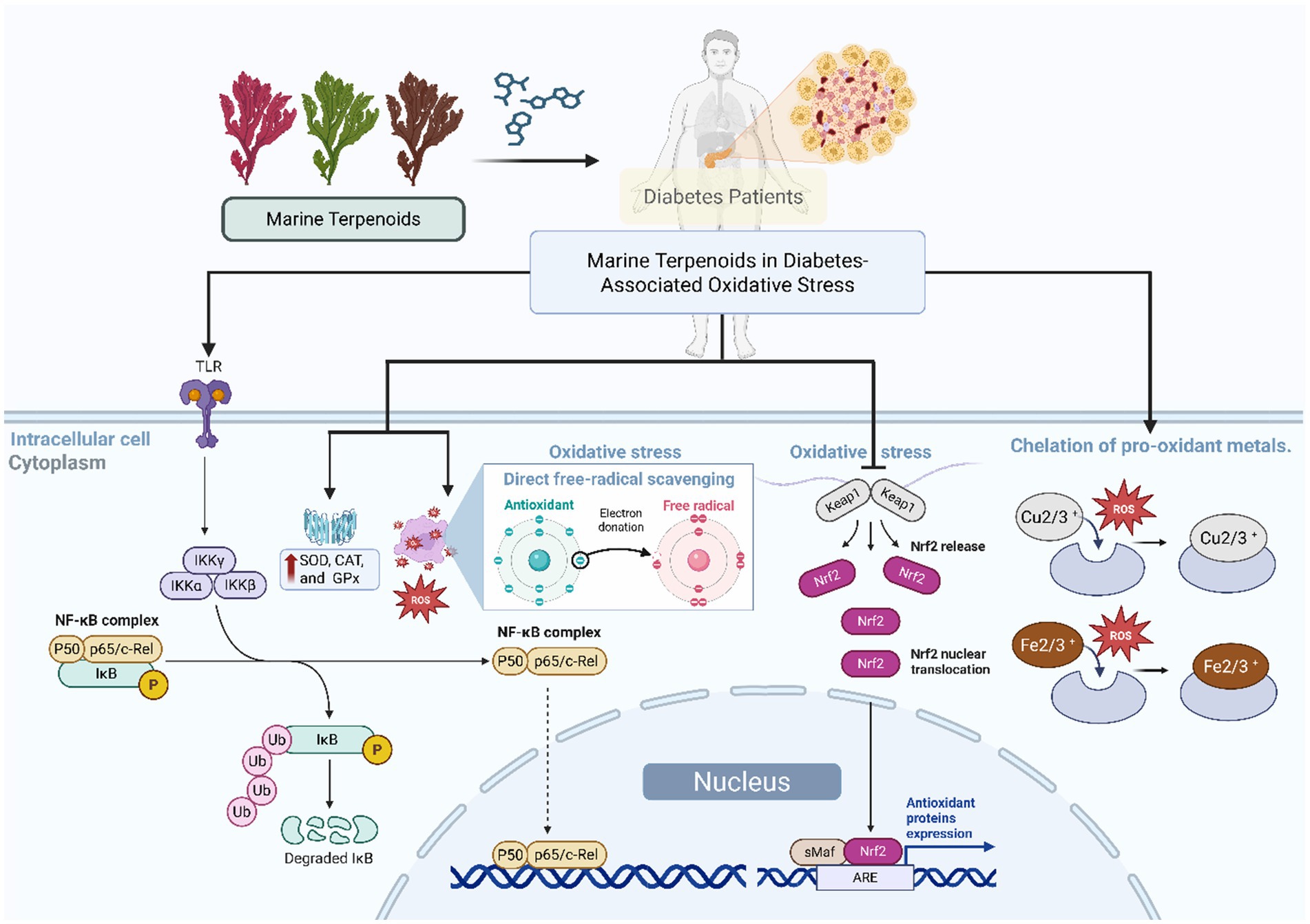 Illustration showing how marine terpenoids impact diabetes-associated oxidative stress. Marine terpenoids affect cells by interacting with TLR and influencing NF-kB complex pathways, increasing antioxidants like SOD, CAT, and GPx. They assist in direct free-radical scavenging and chelation of pro-oxidant metals, reducing ROS. They also influence Keap1-Nrf2 pathways, leading to Nrf2 release, nuclear translocation, and antioxidant protein expression. Diagram elements highlight interactions with cellular components and pathways involved in mitigating oxidative stress in diabetes.