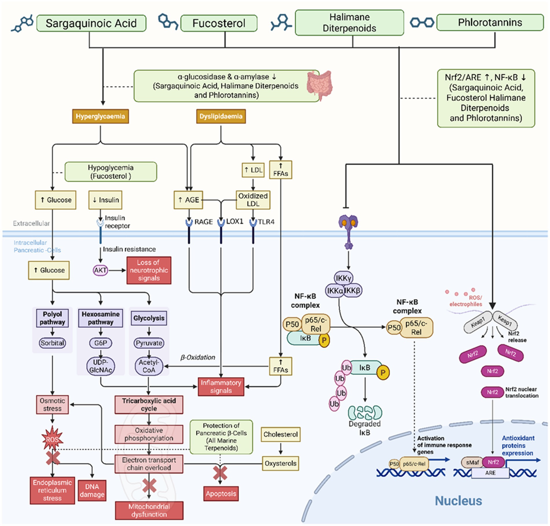 A complex biological diagram illustrating the effects of Sargaquinoic Acid, Fucosterol, Halimane Diterpenoids, and Phlorotannins on hyperglycemia and dyslipidemia. The diagram shows pathways involving insulin resistance, inflammatory signals, and oxidative stress, affecting glucose levels, insulin function, and gene expression. Key processes include the NF-kB and Nrf2/ARE pathways, and impacts on pancreatic beta-cells, apoptosis, and antioxidant protein expression. The cellular components are labeled as extracellular and intracellular, with detailed interactions leading to potential therapeutic effects against metabolic dysfunctions.