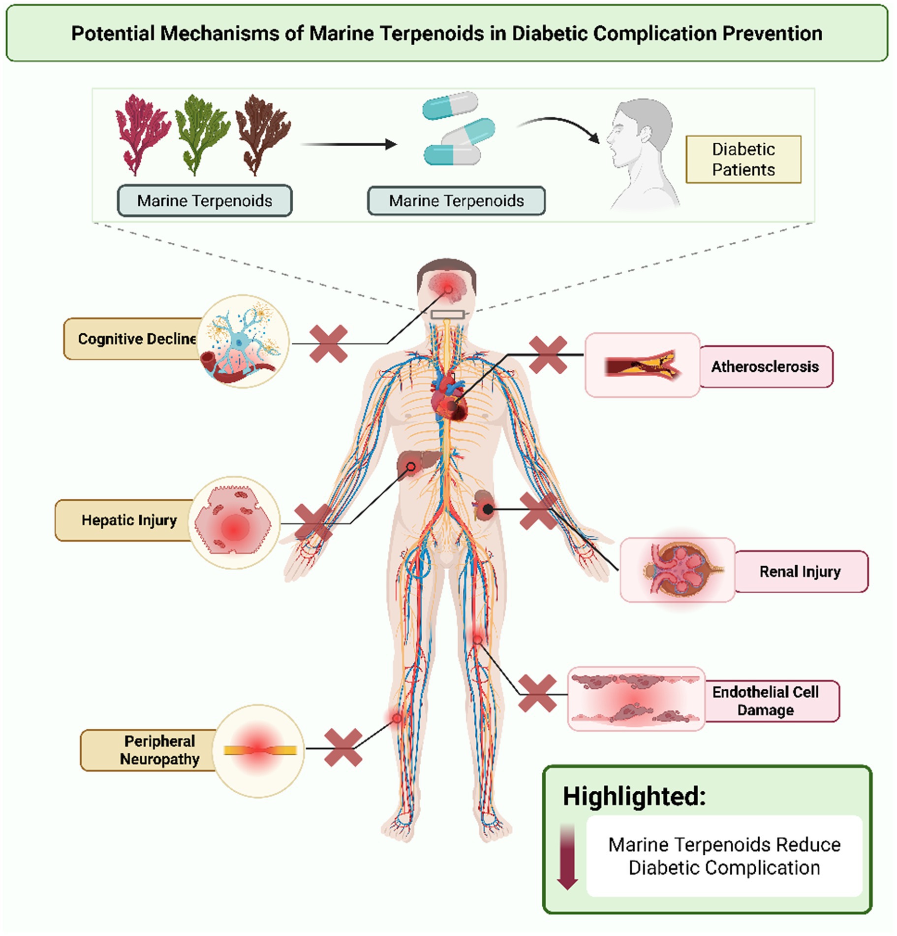 Diagram illustrating potential mechanisms of marine terpenoids in preventing diabetic complications. Marine terpenoids, derived from algae, are indicated to help diabetic patients by reducing risks of cognitive decline, hepatic injury, peripheral neuropathy, atherosclerosis, renal injury, and endothelial cell damage. Highlighted note states marine terpenoids reduce diabetic complications.