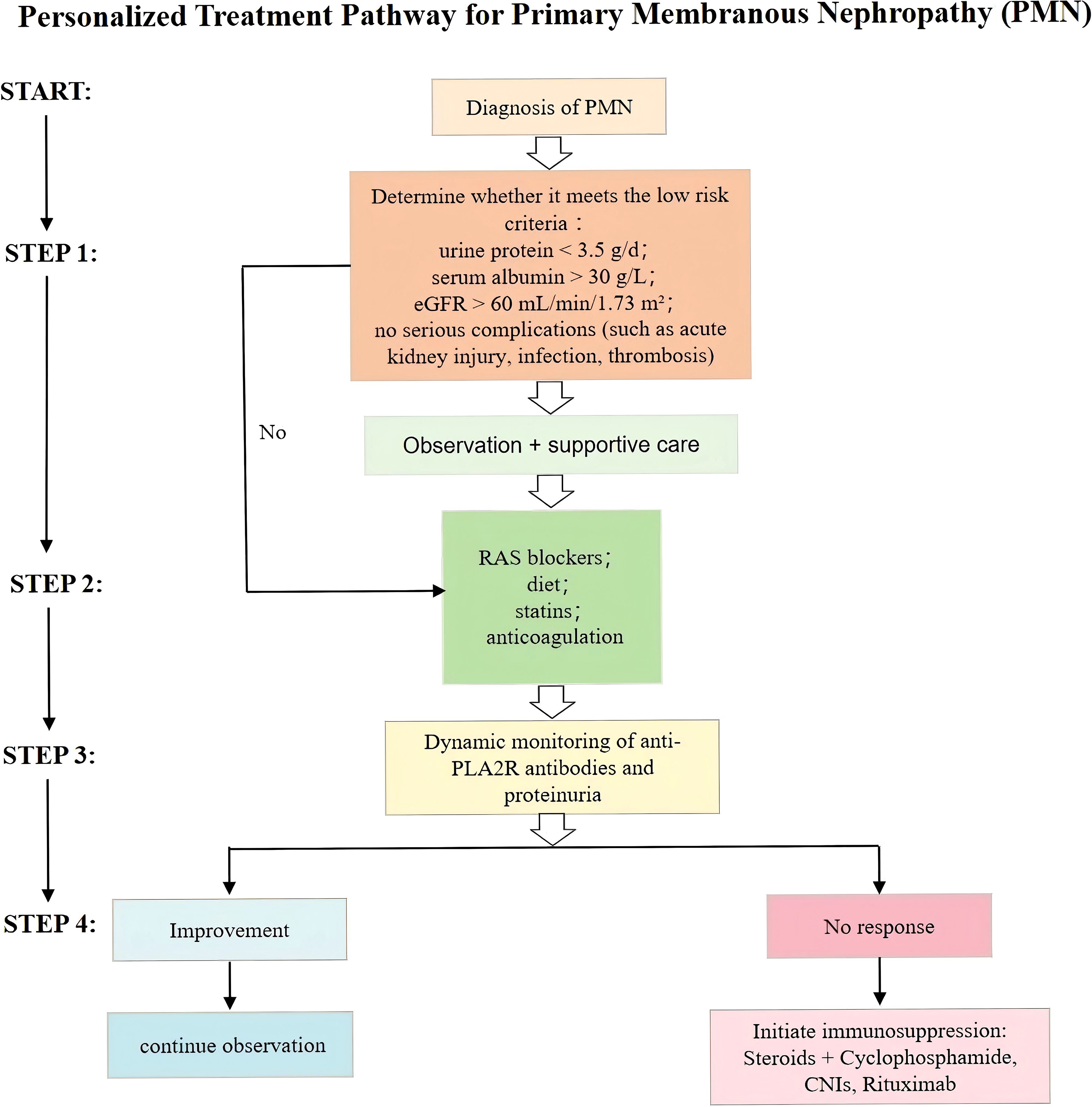 Flowchart titled “Personalized Treatment Pathway for Primary Membranous Nephropathy (PMN)” with four steps. Step 1: Assess low-risk criteria including urine protein, serum albumin, eGFR, and complications. If not met, provide observation and supportive care. Step 2: Implement RAS blockers, diet, statins, and anticoagulation. Step 3: Monitor anti-PLA2R antibodies and proteinuria. Step 4: If improved, continue observation; if no response, initiate immunosuppression with steroids, cyclophosphamide, CNIs, or rituximab. Arrows indicate process flow.