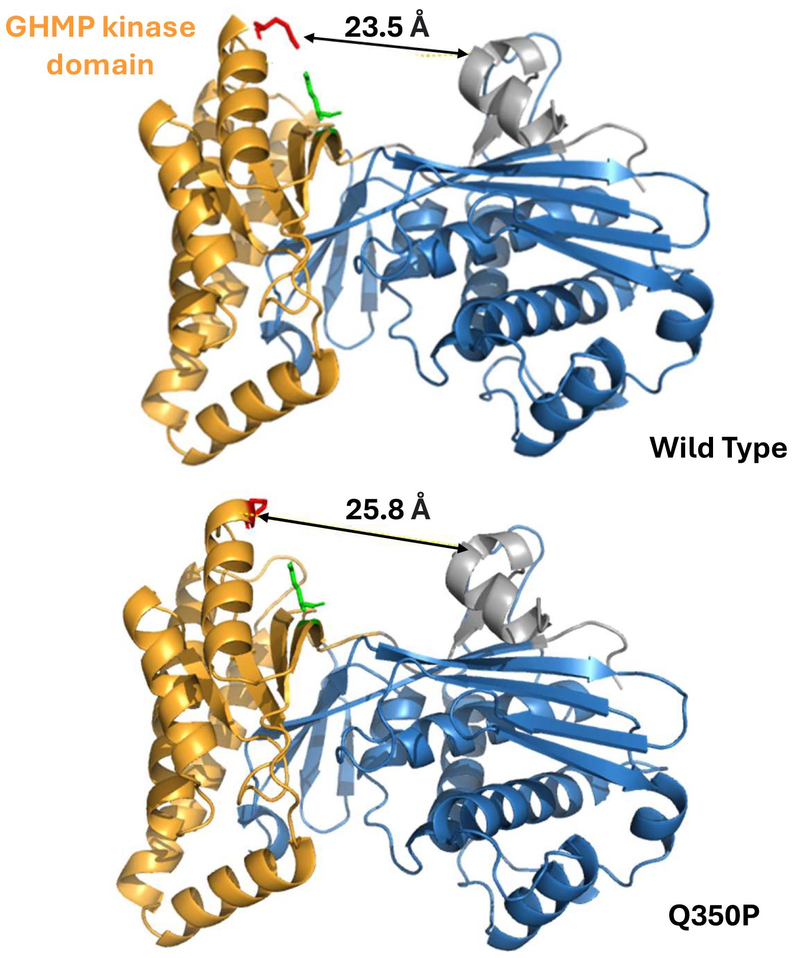 Comparison of two protein structures, Wild Type and Q350P. Both models feature a GHMP kinase domain in yellow, connected to blue and gray sections. Red and green markers indicate measuring points. Wild Type shows a distance of 23.5 angstroms, whereas Q350P measures 25.8 angstroms.