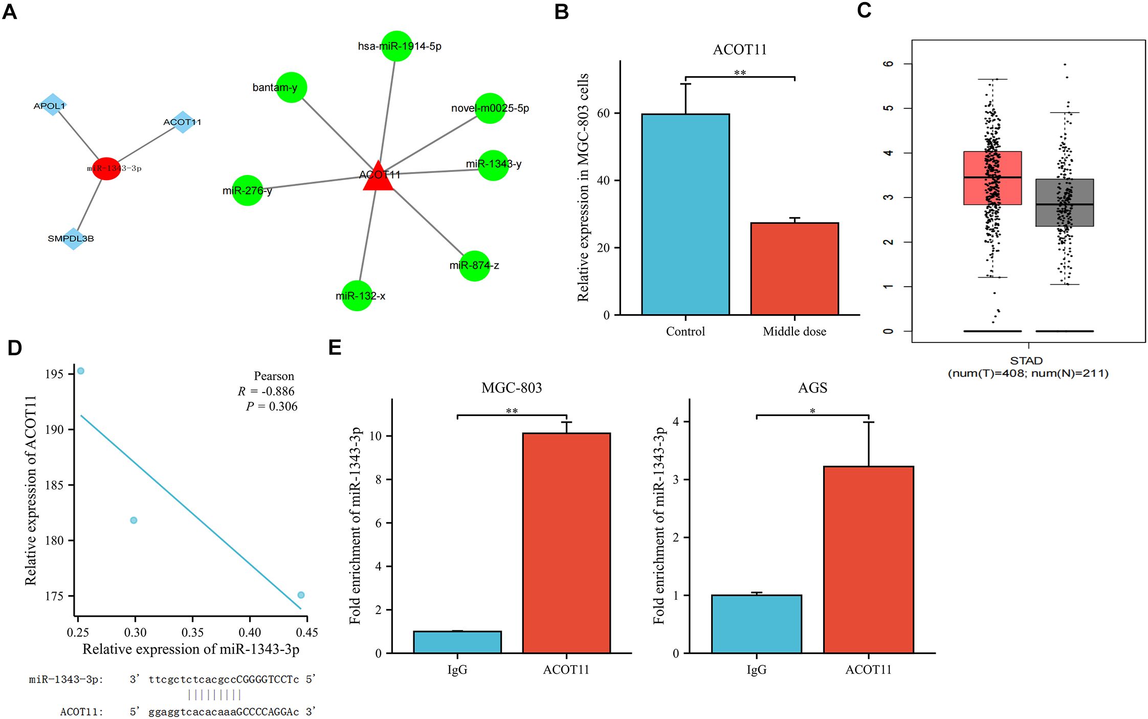 Diagram depicting molecular interactions and expression data across multiple panels A to E. Panel A shows a network of molecular interactions with various miRNA and genes. Panel B is a bar graph comparing ACOT11 expression in MGC-803 cells between control and middle dose, showing significant reduction (**). Panel C is a box plot of STAD data with different expression levels in tumor and normal samples. Panel D displays a scatter plot with a negative correlation between ACOT11 and miR-1343-3p expression, with Pearson’s correlation details. Panel E contains two bar graphs indicating fold enrichment of miR-1343-3p with IgG and ACOT11 in MGC-803 and AGS cells, both showing significant differences (*, **).