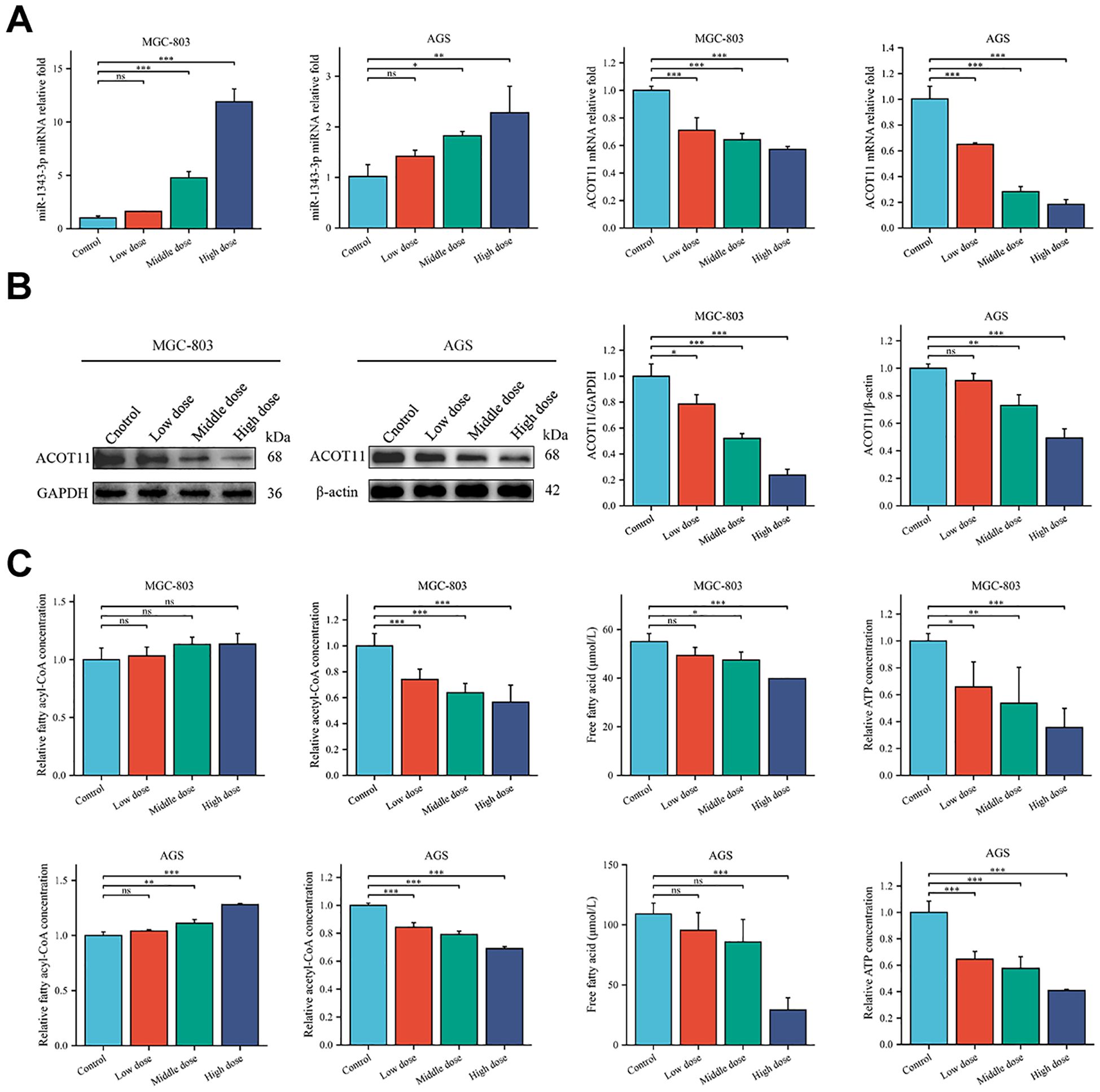 A set of graphs and Western blot analyses showing the effects of different doses on MGC-803 and AGS cells. Panel A presents bar charts illustrating miR-125-3p and ACOT11 mRNA expression levels for both cell lines, with significant differences denoted by asterisks. Panel B shows Western blot results and corresponding bar graphs for ACOT11 protein expression, comparing different doses to control. Panel C contains bar charts illustrating relative levels of fatty acyl-CoA, free fatty acids, and ATP in both cell lines across varying doses. Significant differences are indicated by asterisks, with annotations for non-significant results.