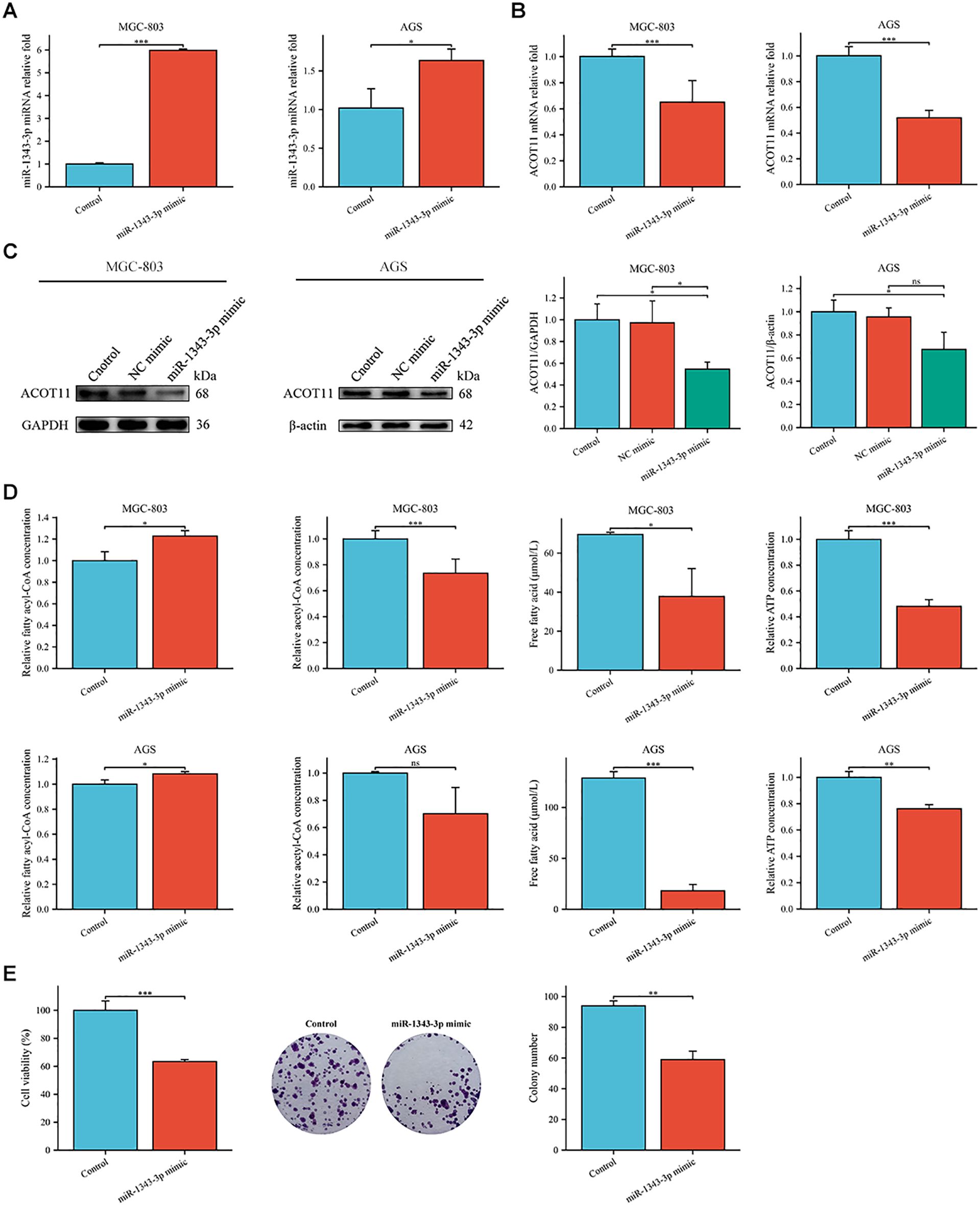 Bar and data visuals detail miR-134-3p mimic impact on MGC-803 and AGS cells. Panel A shows miR-134-3p expression increase. Panel B displays ACOT11 mRNA changes. Panel C presents Western blot and ACOT11 protein quantifications. Panel D illustrates varying concentrations of acyl-CoA, free fatty acids, and ATP. Panel E indicates reduced cell viability and colony numbers with miR-134-3p mimic. Data suggest miR-134-3p affects metabolic and proliferation pathways.