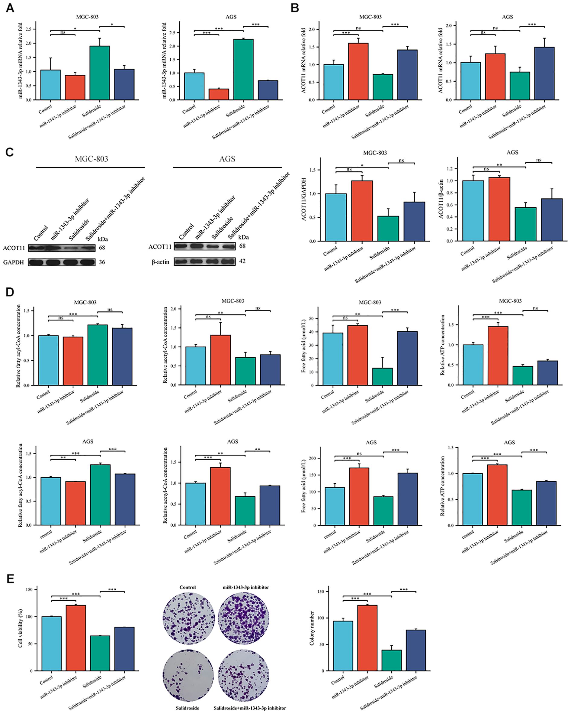 Bar graphs and Western blots analyze effects on MGC-803 and AGS cells. Panel A shows miR-132-3p mRNA levels. Panel B shows ACOT11 mRNA levels. Panel C displays ACOT11 protein levels via Western blot. Panel D presents various concentration analyses, including free acyl-CoA and ATP. Panel E details cell viability and colony formation analysis, including images of cell colonies. Statistical significance is indicated with asterisks.
