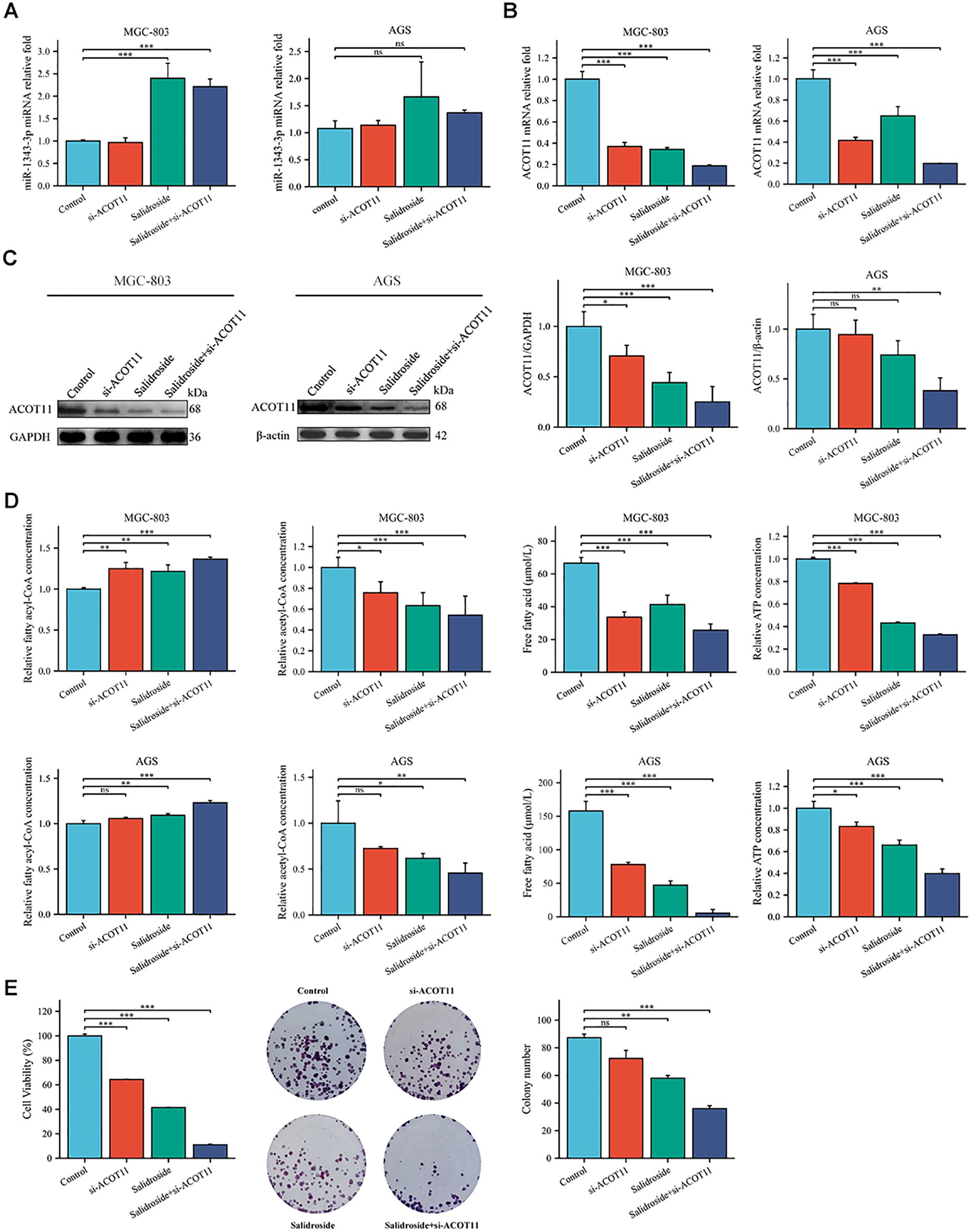 Graphs and Western blot images show the effects of various treatments on MGC-803 and AGS cells. Panels A and B display bar graphs comparing mRNA levels of miR-132-3p and ACOT11 under different treatments. Panel C includes Western blots assessing ACOT11 protein expression. Panels D and E illustrate bar graphs showing concentrations of fatty acids, CoA, ATP, and cell viability. Statistical significance is indicated with asterisks.