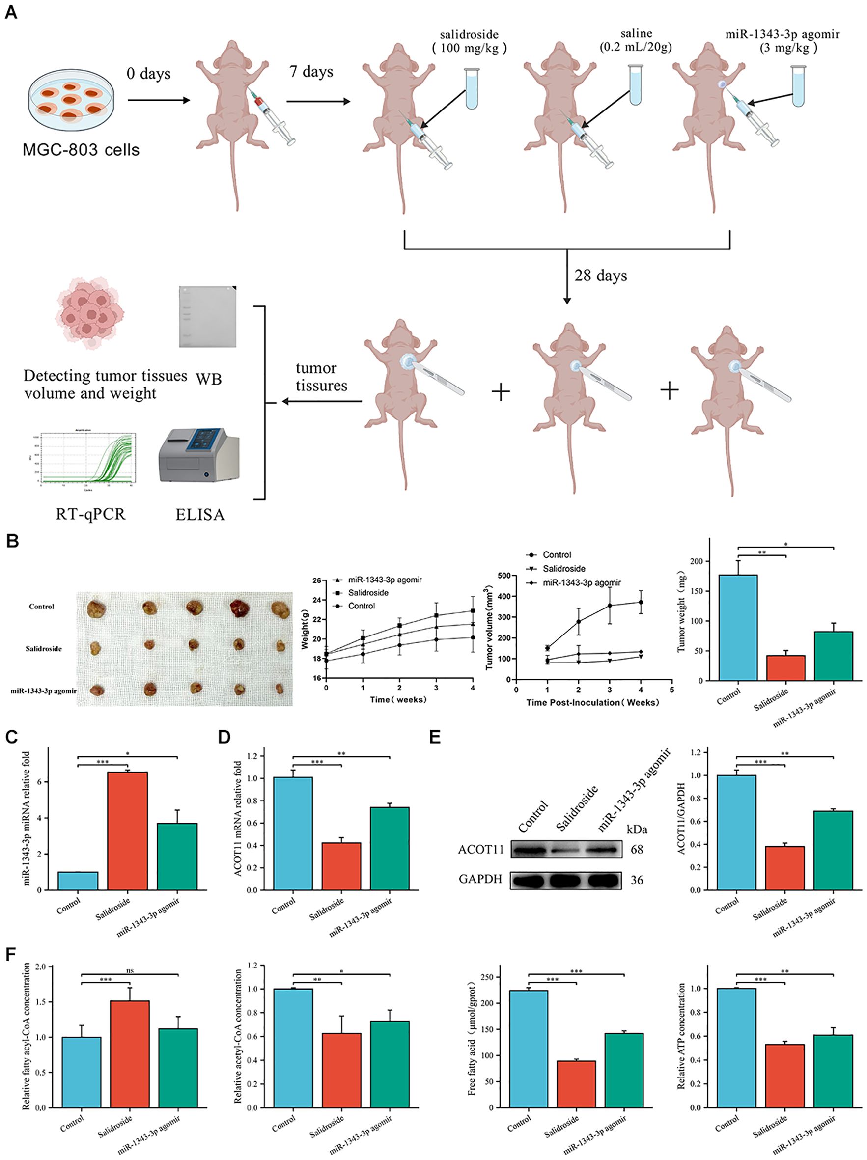 Illustration depicting an experimental study involving MGC-803 cells injected into mice, with treatments administered over 28 days. Graphs show tumor weights and volumes for control, salidroside, and miR-1343-3p agomir groups. Additional bar graphs report expression levels of miR-1343-3p, ACOT11, and concentrations of specific compounds. Western blots show ACOT11 and GAPDH expression. Statistical significance is indicated with asterisks.