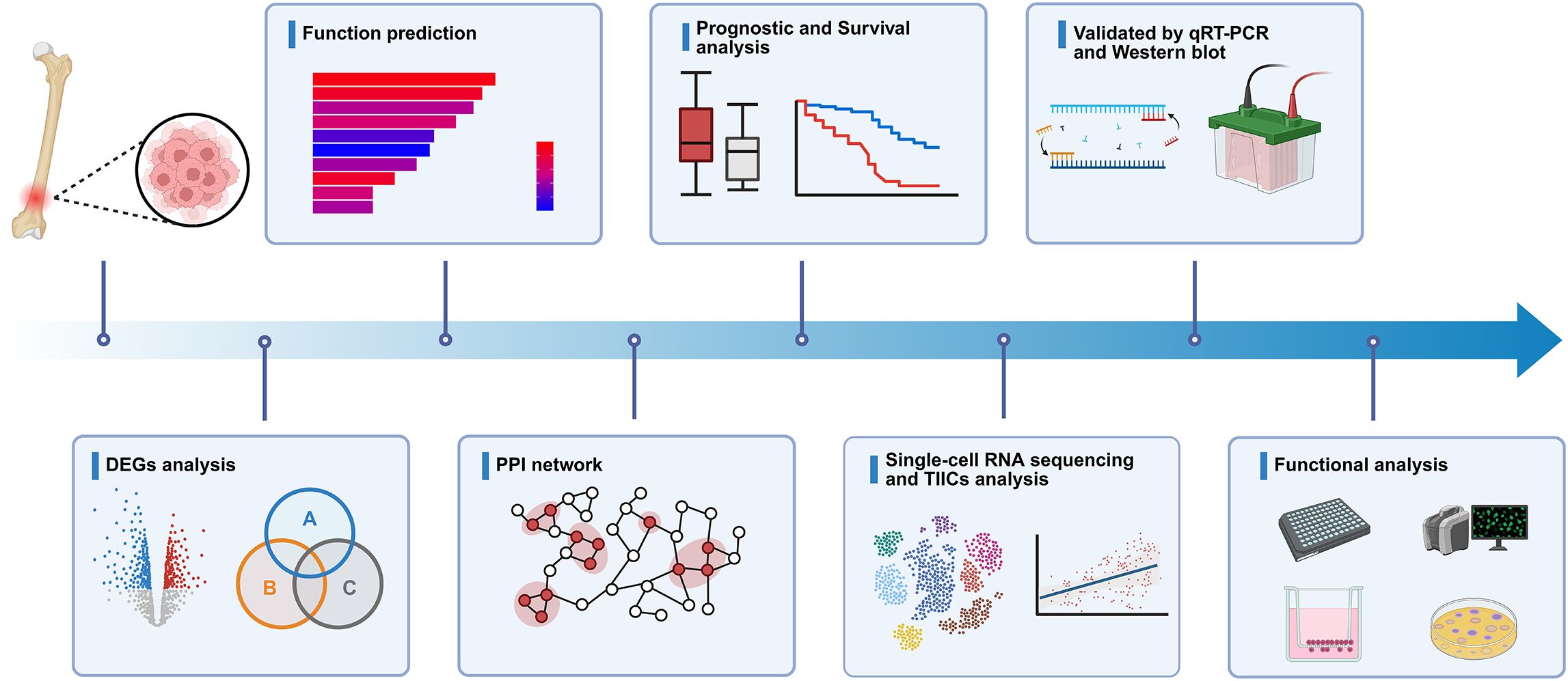 Workflow diagram illustrating the steps in a biological analysis process. It begins with a visual of a bone and cells, followed by sections on function prediction, prognostic and survival analysis, and validation by qRT-PCR and Western blot. A timeline connects these with further analyses: DEGs analysis, PPI network, single-cell RNA sequencing and TIICs analysis, and ends with functional analysis featuring laboratory equipment.