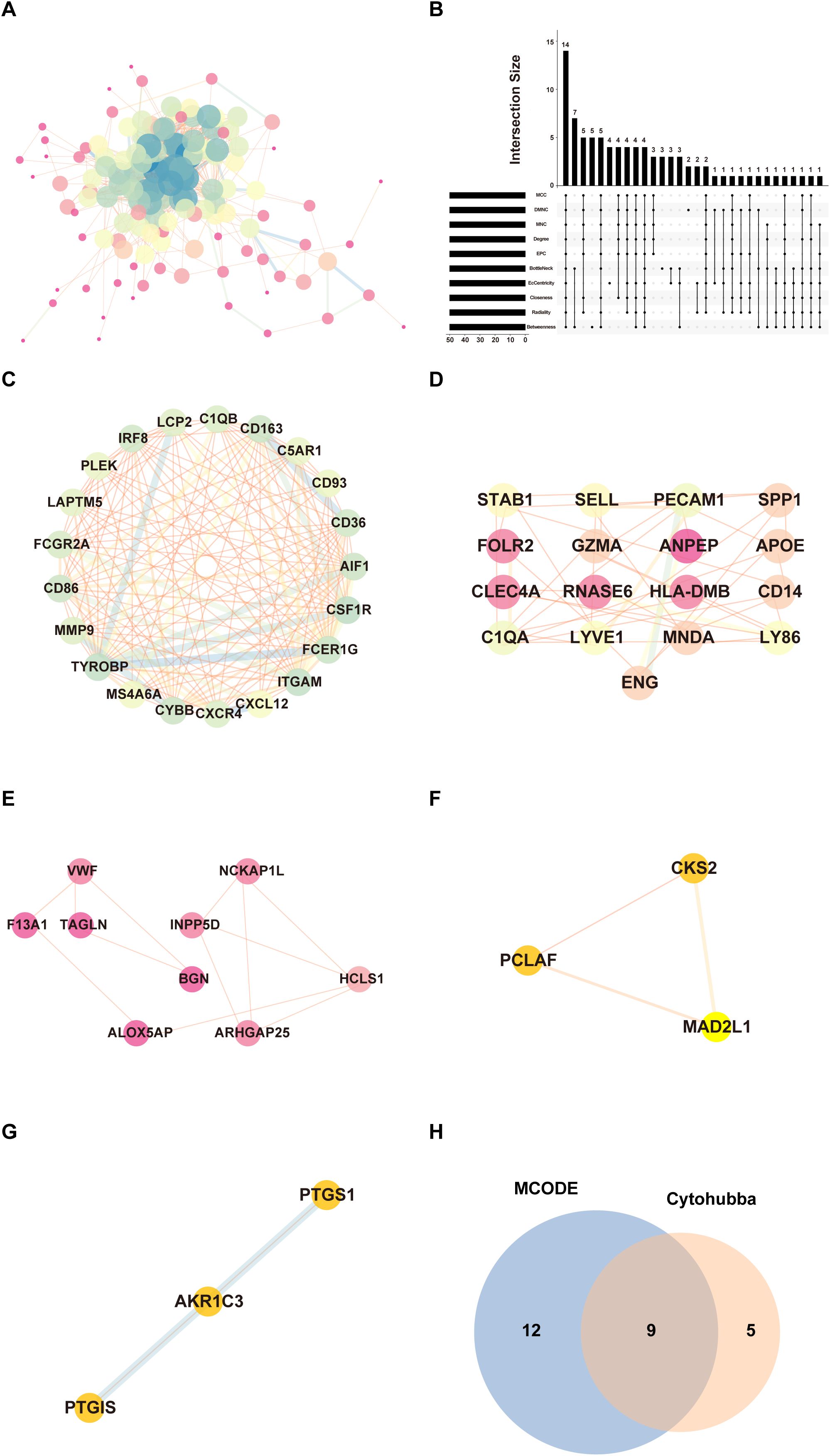 Network analysis and data visualization of biological interactions. Panel A displays a complex interaction map with nodes and connections. Panel B shows a bar graph and matrix detailing intersection sizes across categories. Panels C to G feature different sub-networks with gene or protein labels such as CD36, ANPEP, CKS2, and PTGS1. Panel H illustrates a Venn diagram comparing MCODE and Cytohubba with overlapping and unique numbers.