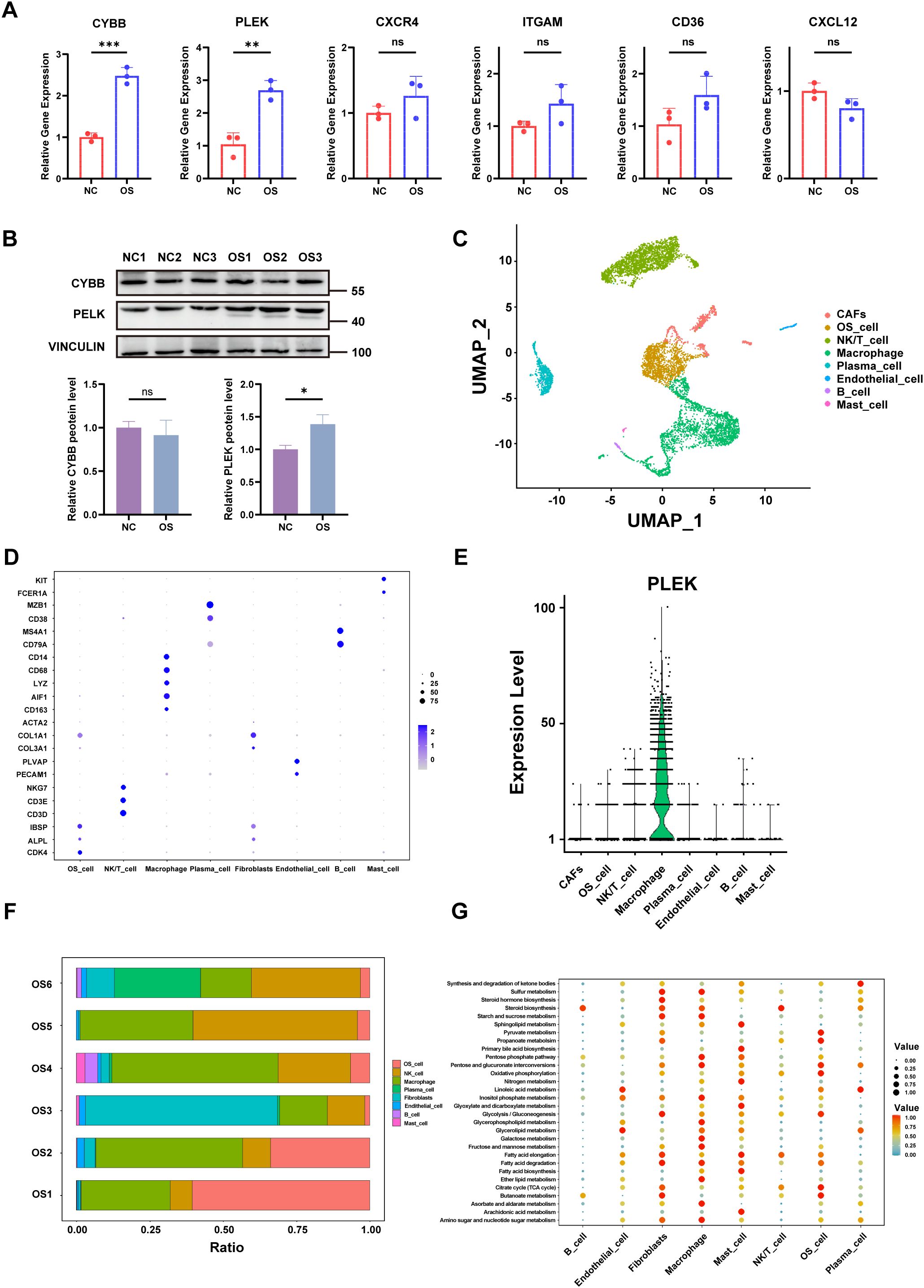 A composite image features several panels with scientific data visualizations. Panel A shows bar graphs comparing relative gene expression levels of different genes (CYBB, PLEK, CXCR4, ITGAM, CD36, CXCL12) between NC and OS groups, with statistical significance indicated. Panel B presents Western blot results with CYBB, PLEK, and VINCULIN, alongside bar charts of protein expression levels. Panel C displays a UMAP plot categorizing cell types with multiple color-coded clusters. Panel D features a dot plot of gene markers across various cell types. Panel E shows a violin plot for PLEK expression across cell types. Panel F is a stacked bar chart showing cell type ratios across samples OS1 to OS6. Panel G offers a dot plot of pathway activities within different cell types.