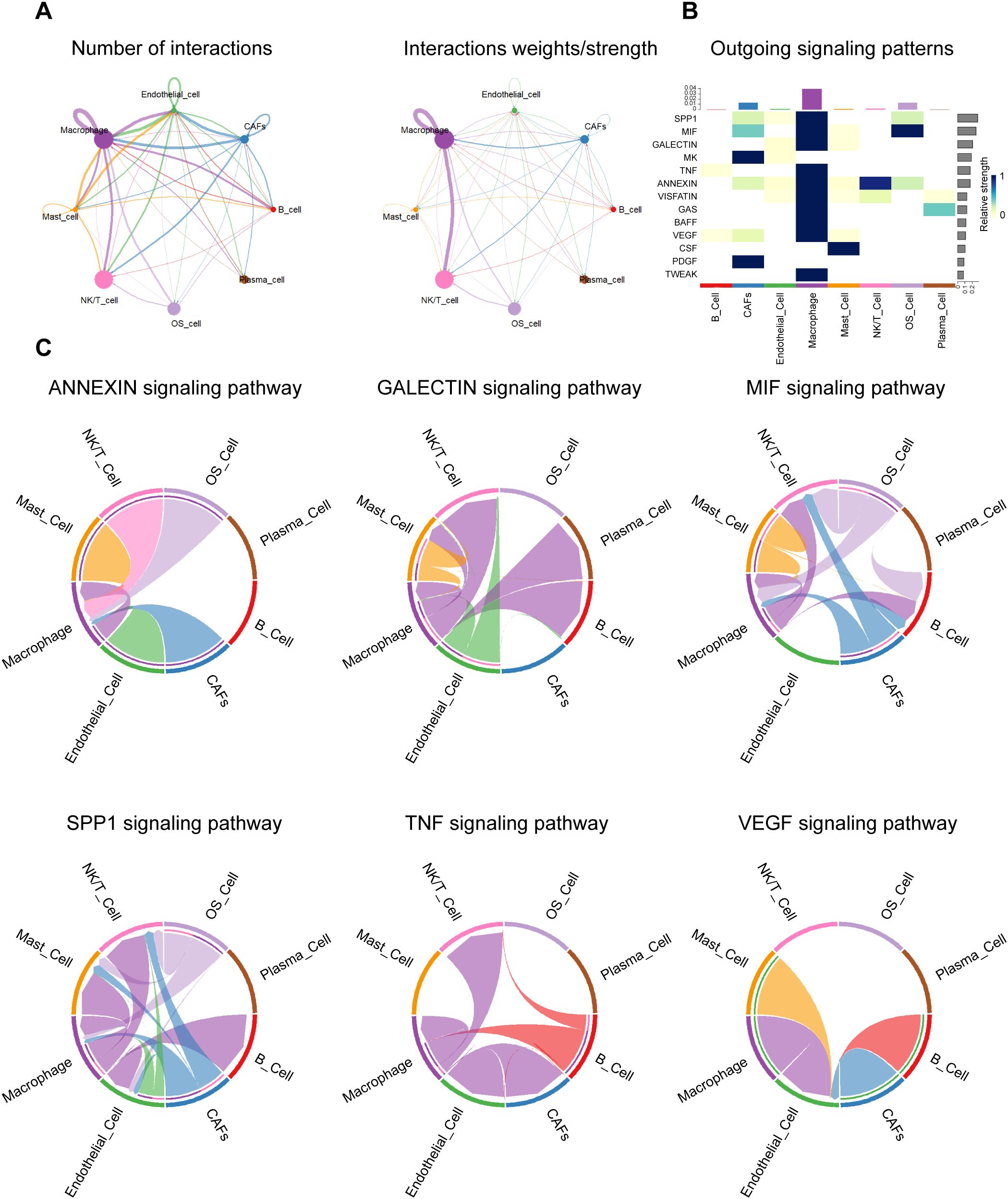 Diagram displaying various cell signaling interactions. Panel A shows network diagrams of cell interactions, distinguished by number and weight. Panel B illustrates outgoing signaling patterns with a heatmap indicating signaling strength across different pathways. Panel C features circular chord diagrams for specific signaling pathways (ANNEXIN, GALECTIN, MIF, SPP1, TNF, and VEGF), highlighting interactions among cell types like macrophages, endothelial cells, and others.