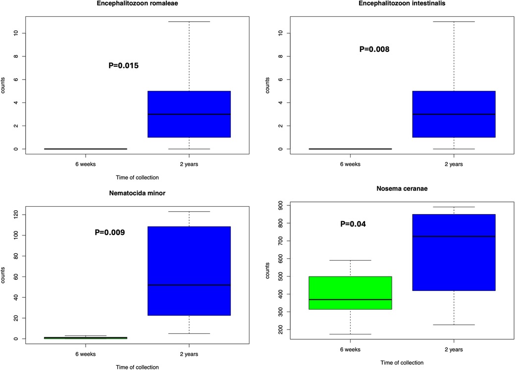 Four box plots compare counts of four microorganisms at two time points: 6 weeks and 2 years. Top left shows Encephalitozoon romaleae with a significant increase at 2 years (P=0.015). Top right is Encephalitozoon intestinails, showing an increase at 2 years (P=0.008). Bottom left presents Nematocida minor with a rise at 2 years (P=0.009). Bottom right displays Nosema ceranae with higher counts at 2 years compared to 6 weeks (P=0.04). Blue indicates higher counts, and green lower counts at 6 weeks.