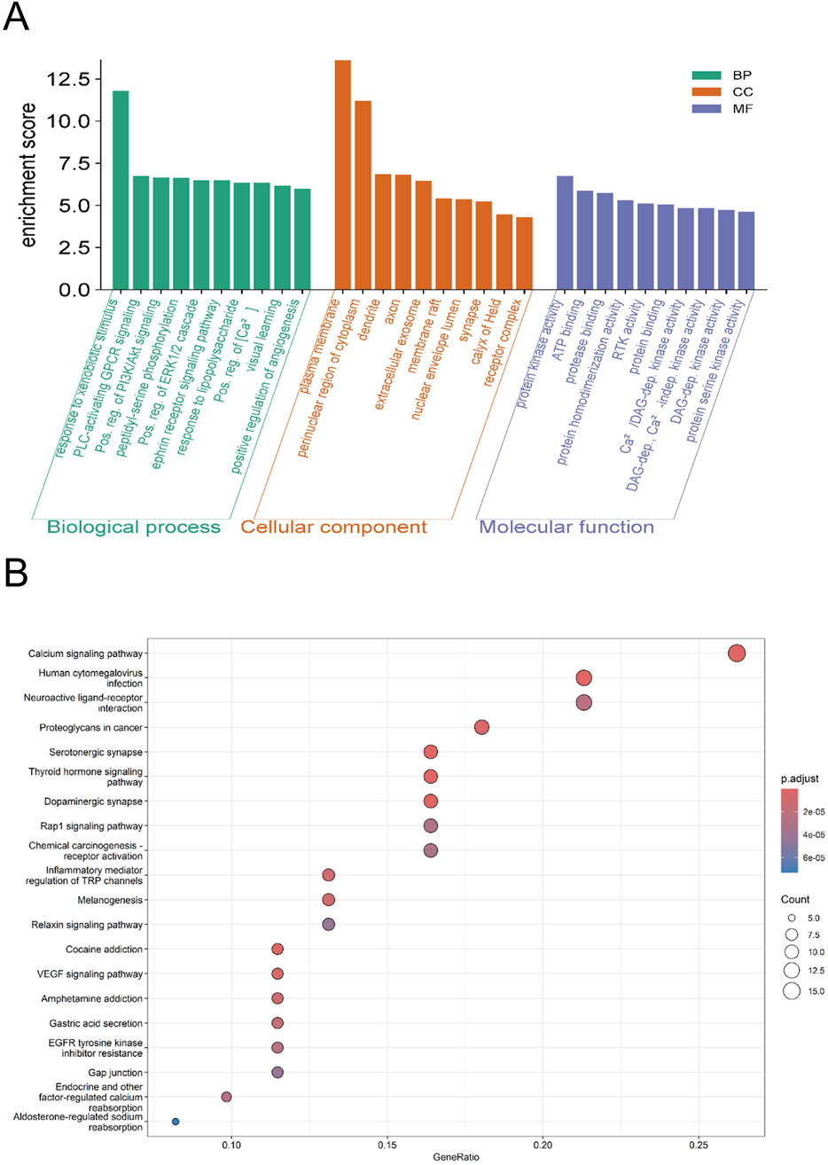 A: Bar chart showing enrichment scores for biological processes, cellular components, and molecular functions, categorized by BP (green), CC (orange), and MF (purple). B: Bubble chart illustrating various pathways related to gene ratios, with bubble size indicating count and color representing p.adjust values.