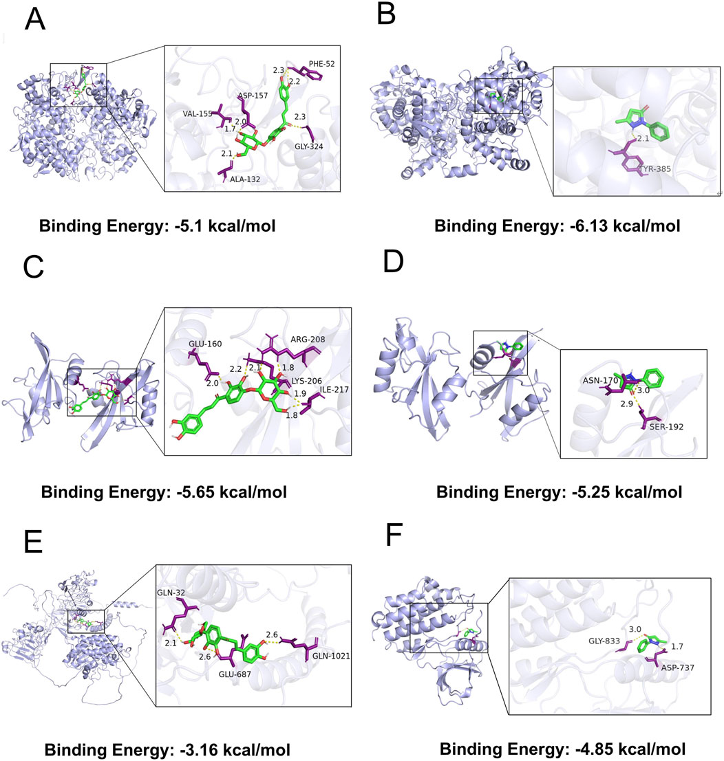 Molecular structures of ligand-receptor interactions across six panels (A-F), each displaying a complex with highlighted binding sites. Insets show detailed interactions, noting specific amino acids and bond distances. Binding energies are: A) -5.1 kcal/mol, B) -6.13 kcal/mol, C) -5.65 kcal/mol, D) -5.25 kcal/mol, E) -3.16 kcal/mol, F) -4.85 kcal/mol. Ligands are in green, and interacting residues in purple.