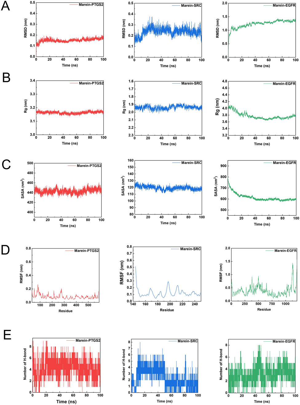 Five panels labeled A to E display line graphs analyzing different molecular dynamics properties for three complexes: Marein-PTGS2, Marein-SRC, and Marein-EGFR. Panel A shows RMSD over time, Panel B shows radius of gyration (Rg), Panel C shows solvent-accessible surface area (SASA), Panel D shows RMSF across residues, and Panel E shows the number of hydrogen bonds over time. Each property is graphed with distinct colors for each complex.
