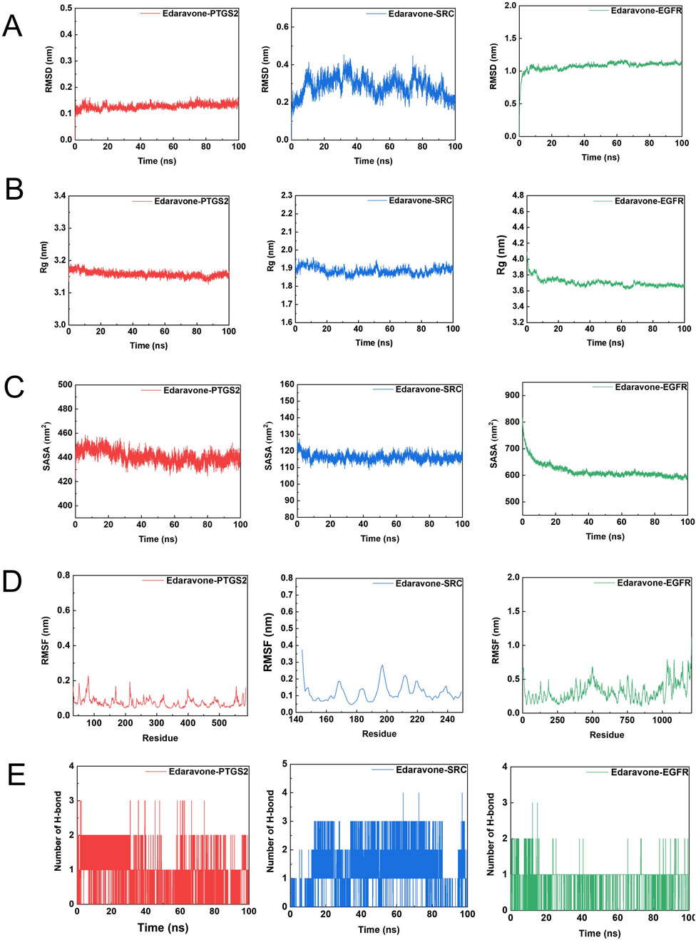 Graphs illustrating molecular dynamics simulations for Edaravone with PTGS2, SRC, and EGFR. Panels A to E compare RMSD, Rg, SASA, RMSF, and H-bond numbers over time. Each drug-protein interaction is shown in separate colored graphs: red for PTGS2, blue for SRC, and green for EGFR. Time is given in nanoseconds, and measurements are in nanometers or square nanometers, depicting stability and interaction dynamics.