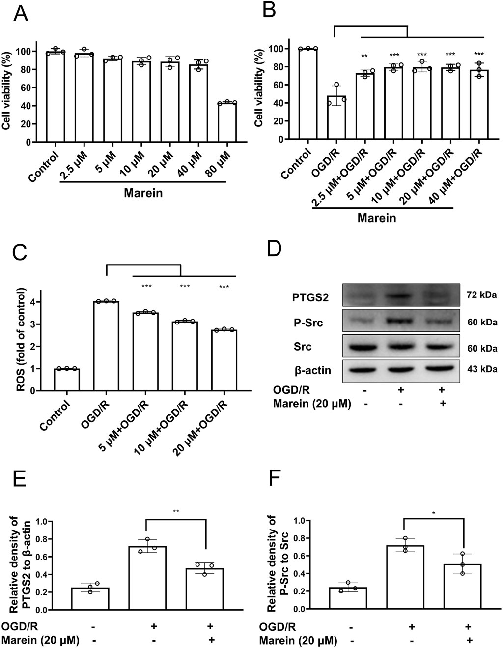Bar graphs and a blot diagram illustrate the effects of marein on cell viability and oxidative stress. Graph A shows cell viability with increasing marein concentrations. Graph B shows viability with varying marein concentrations in OGD/R conditions. Graph C shows ROS levels in OGD/R and marein treatments. Diagram D is a protein blot depicting the expression of PTGS2, P-Src, Src, and β-actin under treatment conditions. Graph E shows relative PTGS2 density to β-actin, and Graph F shows relative P-Src density to Src in marein and OGD/R treatments. Asterisks indicate significance levels.