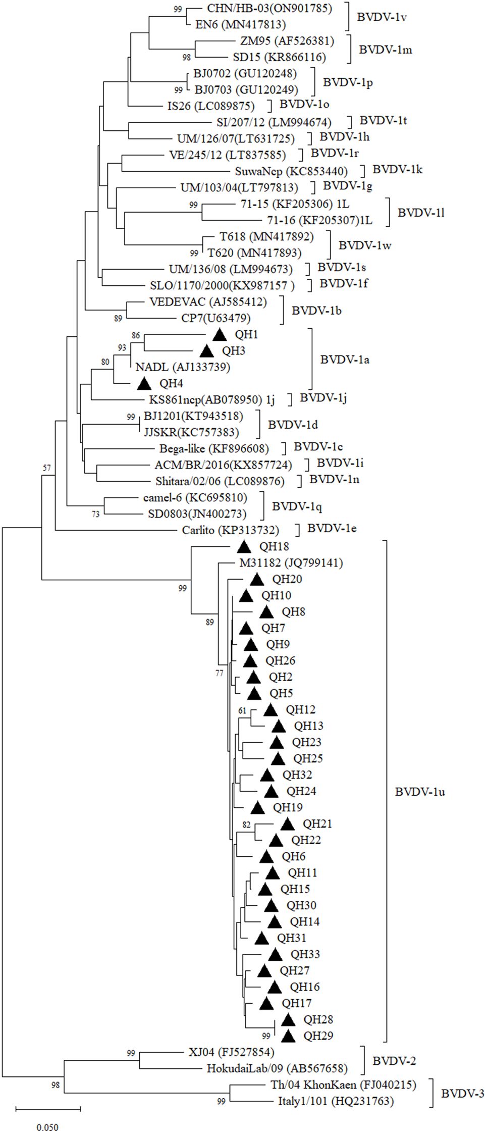 Phylogenetic tree illustrating the genetic relationships among different strains of Bovine Viral Diarrhea Virus (BVDV). The tree shows various BVDV genotypes labeled with their respective designations such as BVDV-1v, BVDV-1p, BVDV-1o, etc. Bootstrap values are indicated at the nodes, depicting the confidence levels of the branches. Triangular symbols highlight specific strains like QH1, QH3, and others, indicating their unique placement within the BVDV-1u genotype. A scale bar represents genetic distance.