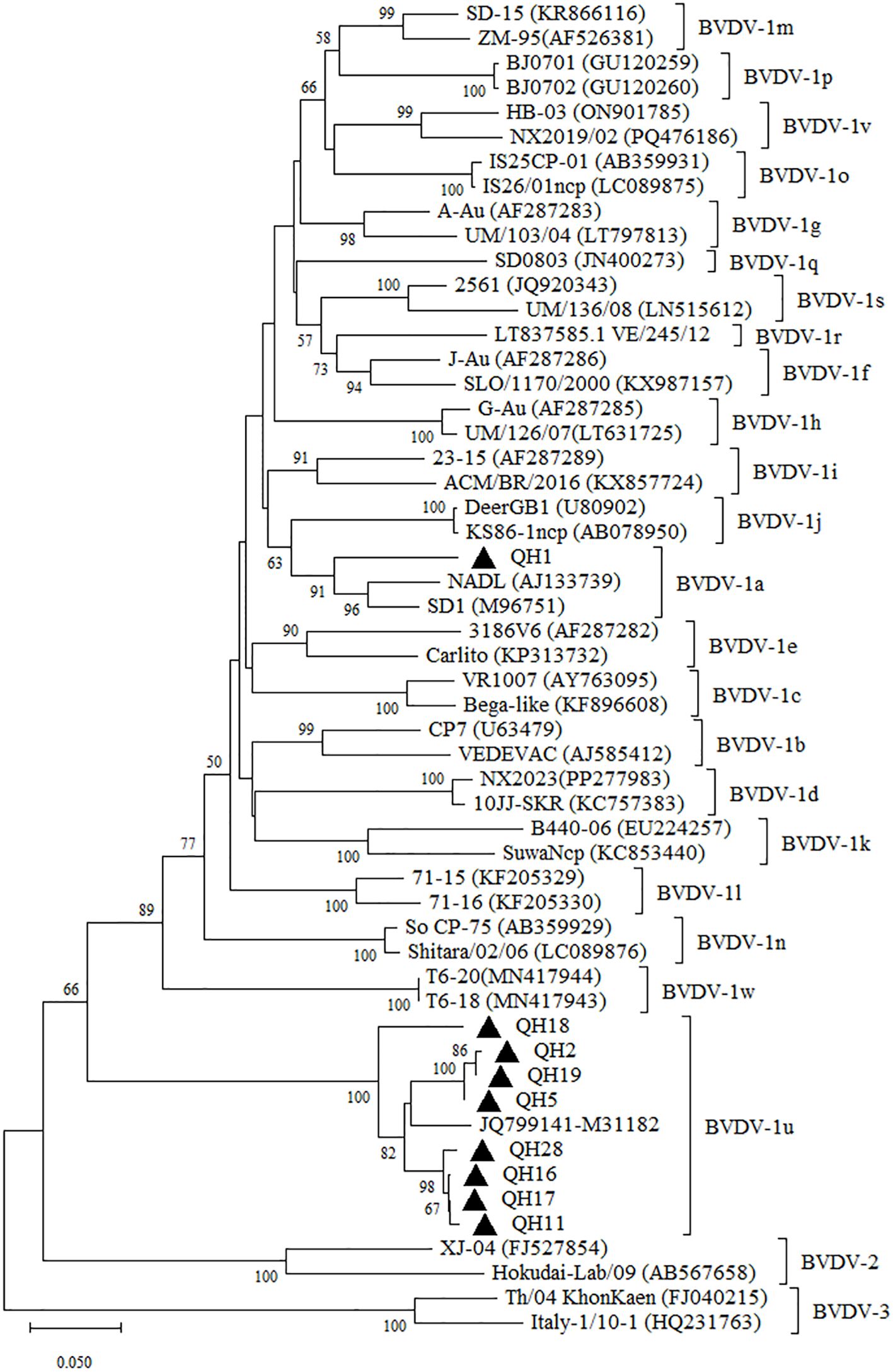 Phylogenetic tree diagram showing relationships among various Bovine Viral Diarrhea Virus (BVDV) strains. Strains are labeled with their names and accession numbers, grouped into different BVDV genotypes such as BVDV-1a, BVDV-1b, and others. The tree includes bootstrap values at branch points, indicating support levels for each branch. The horizontal scale represents genetic distance.