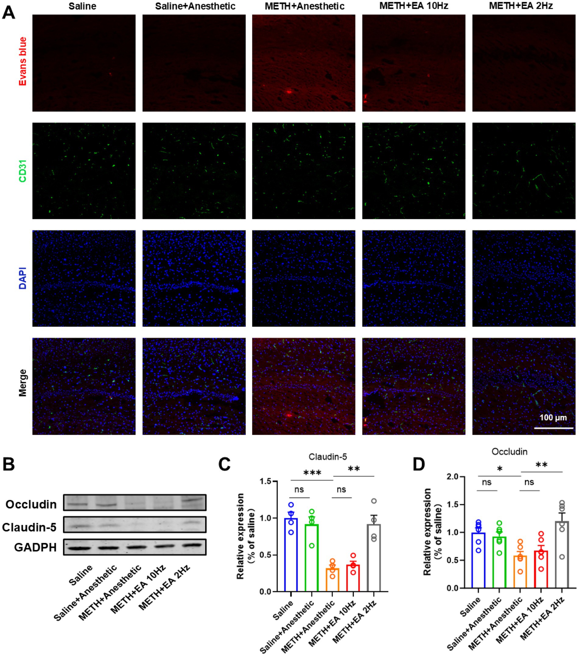 Panel A displays images of brain tissue sections stained with Evans blue, CD31, and DAPI under different conditions: Saline, Saline plus Anesthetic, METH plus Anesthetic, METH plus EA 10 Hz, and METH plus EA 2 Hz. Panel B shows Western blot results for Occludin and Claudin-5 expressions with GADPH as a control. Panel C and D are bar graphs displaying relative expression levels of Claudin-5 and Occludin, respectively, among different treatment groups, with statistical significance indicated by asterisks.