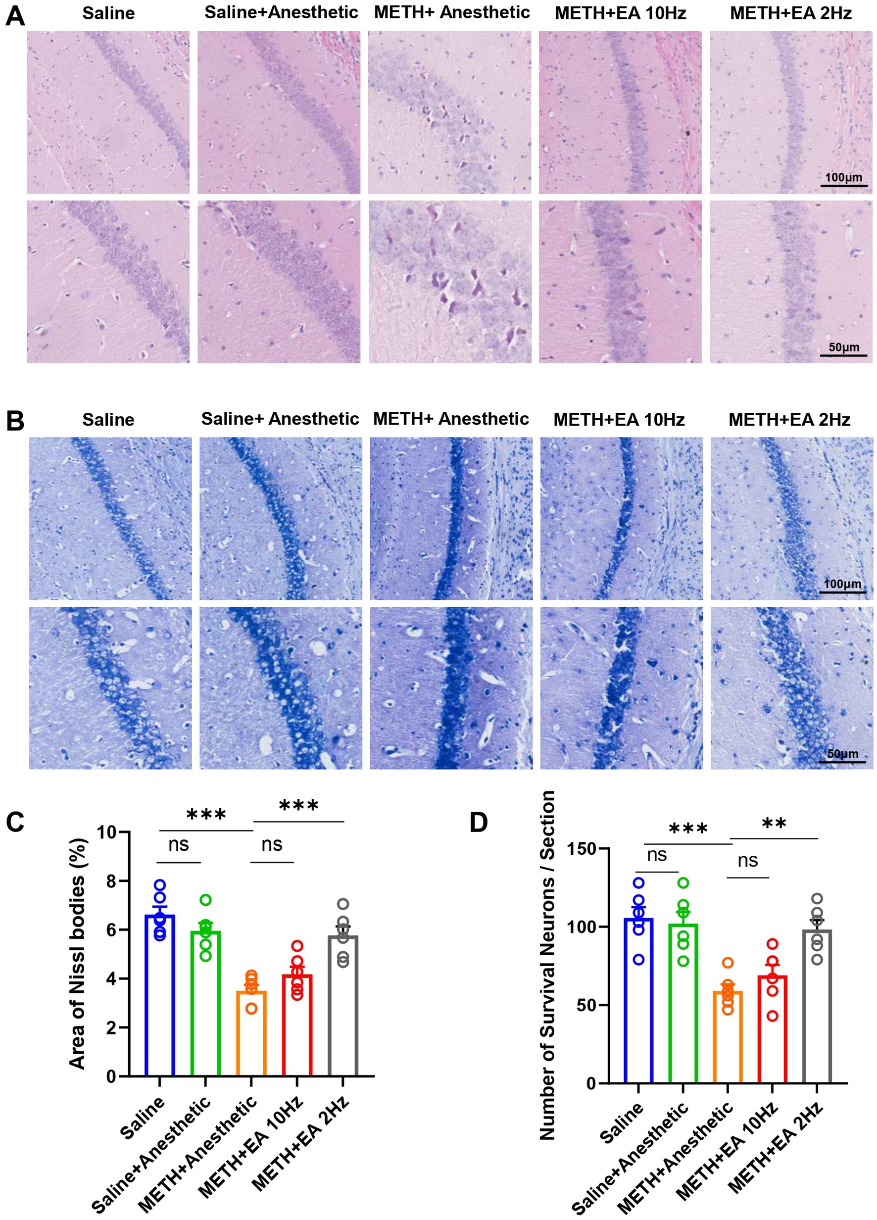 Histological images and bar graphs illustrating the effects of different treatments on brain tissue. Panels A and B show stained tissue sections under different conditions: Saline, Saline with Anesthetic, METH with Anesthetic, METH plus EA (10 Hz and 2 Hz). Panels C and D display bar graphs comparing the area of Nissl bodies and the number of surviving neurons per section across these treatments, with statistical significance indicated by asterisks and