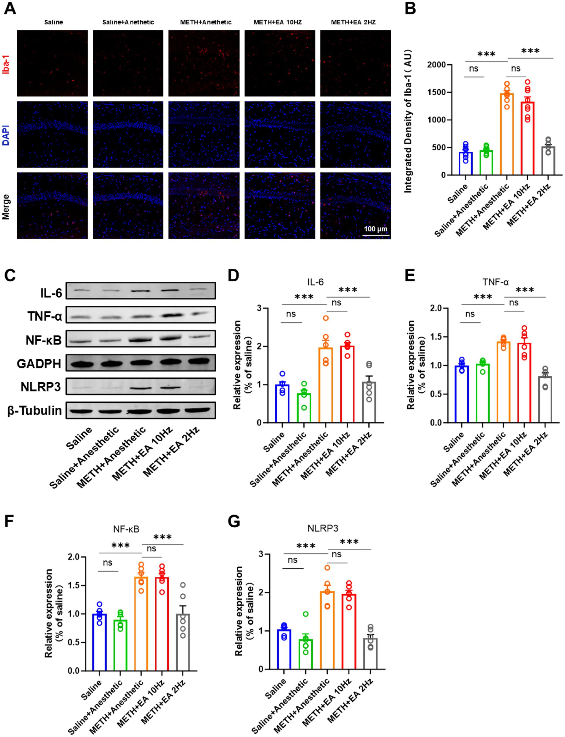 A series of scientific images analyzing the effects of different treatments. Panel A shows immunofluorescence images with Iba-1 and DAPI stains under various conditions, including Saline and METH+EA at different frequencies. Panel B features a bar graph illustrating the integrated density of Iba-1, indicating significant differences marked with asterisks. Panel C presents Western blot results demonstrating protein expression levels of IL-6, TNF-α, NF-κB, GADPH, NLRP3, and β-Tubulin. Panels D to G are bar graphs showing relative expression levels of IL-6, TNF-α, NF-κB, and NLRP3, comparing different treatment groups, with statistical significance denoted by asterisks.
