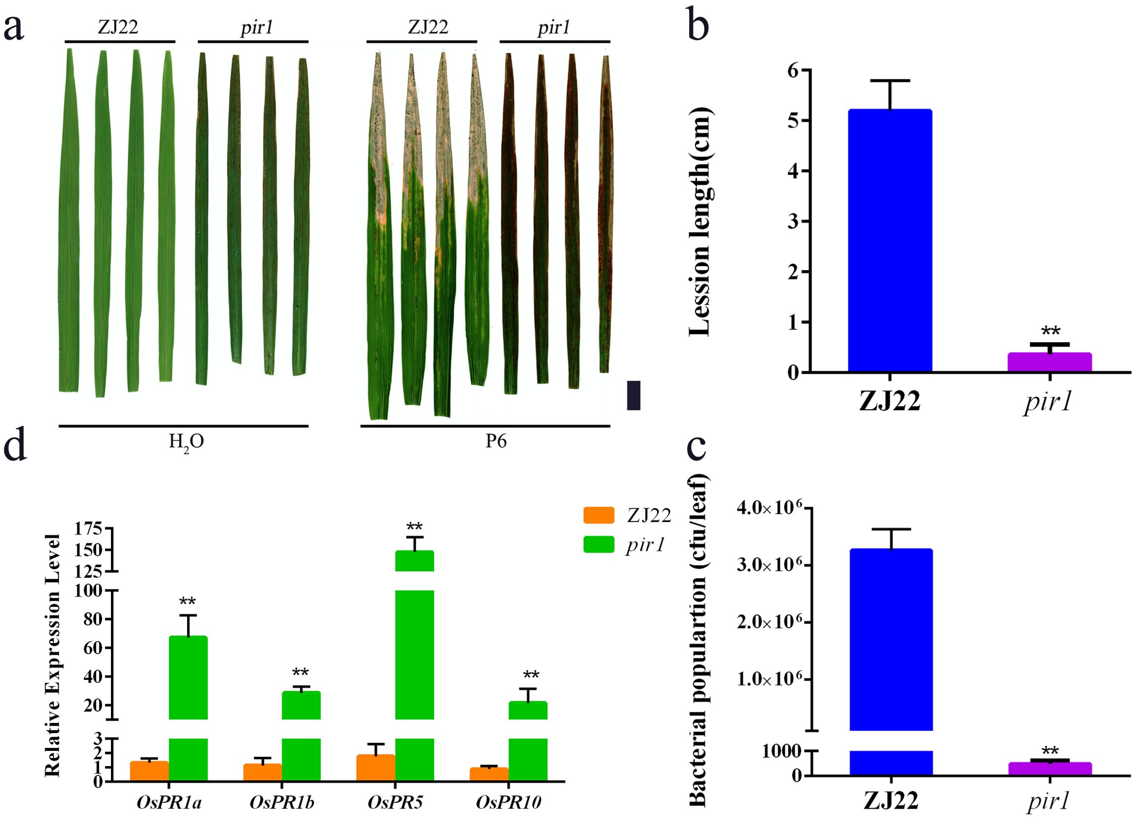 Panel (a) shows rice leaves of ZJ22 and pir1 varieties, treated with H2O and P6, displaying varying disease symptoms. Panel (b) is a bar graph comparing lesion lengths in ZJ22 and pir1, showing significantly shorter lesions in pir1. Panel (c) is a bar graph showing the bacterial population per leaf, with pir1 having a reduced count. Panel (d) presents a bar graph of relative expression levels of OsPR genes, with pir1 showing higher expression compared to ZJ22.