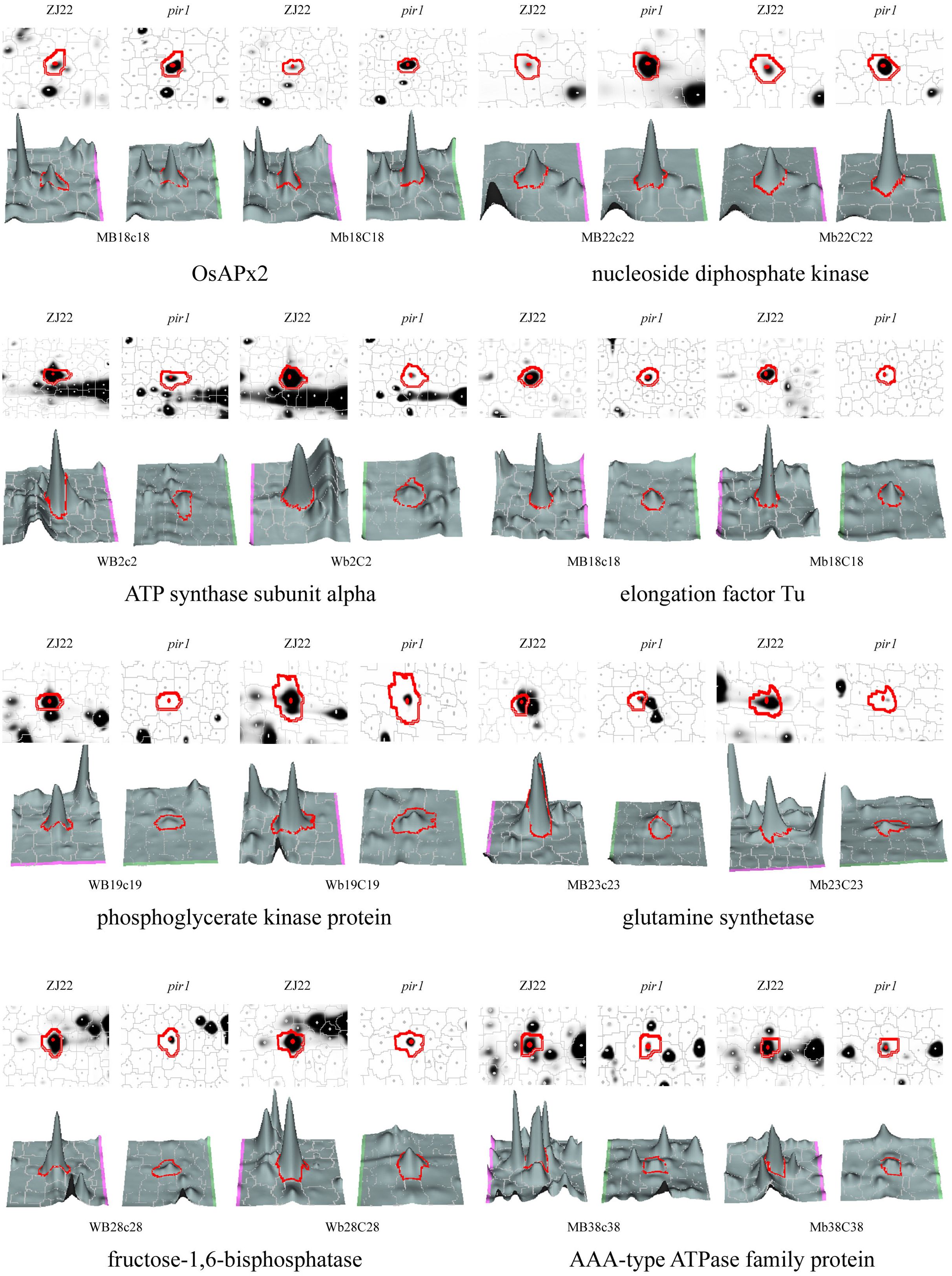 Protein expression analysis showing various proteins such as OsAPx2, nucleoside diphosphate kinase, ATP synthase subunit alpha, elongation factor Tu, phosphoglycerate kinase protein, glutamine synthetase, fructose-1,6-bisphosphatase, and AAA-type ATPase family protein. Each protein is represented by a pair of 2D gel electrophoresis images and corresponding 3D surface plots, with features outlined in red. Different conditions or treatments are labeled at the top, such as ZJ22 and pir1.