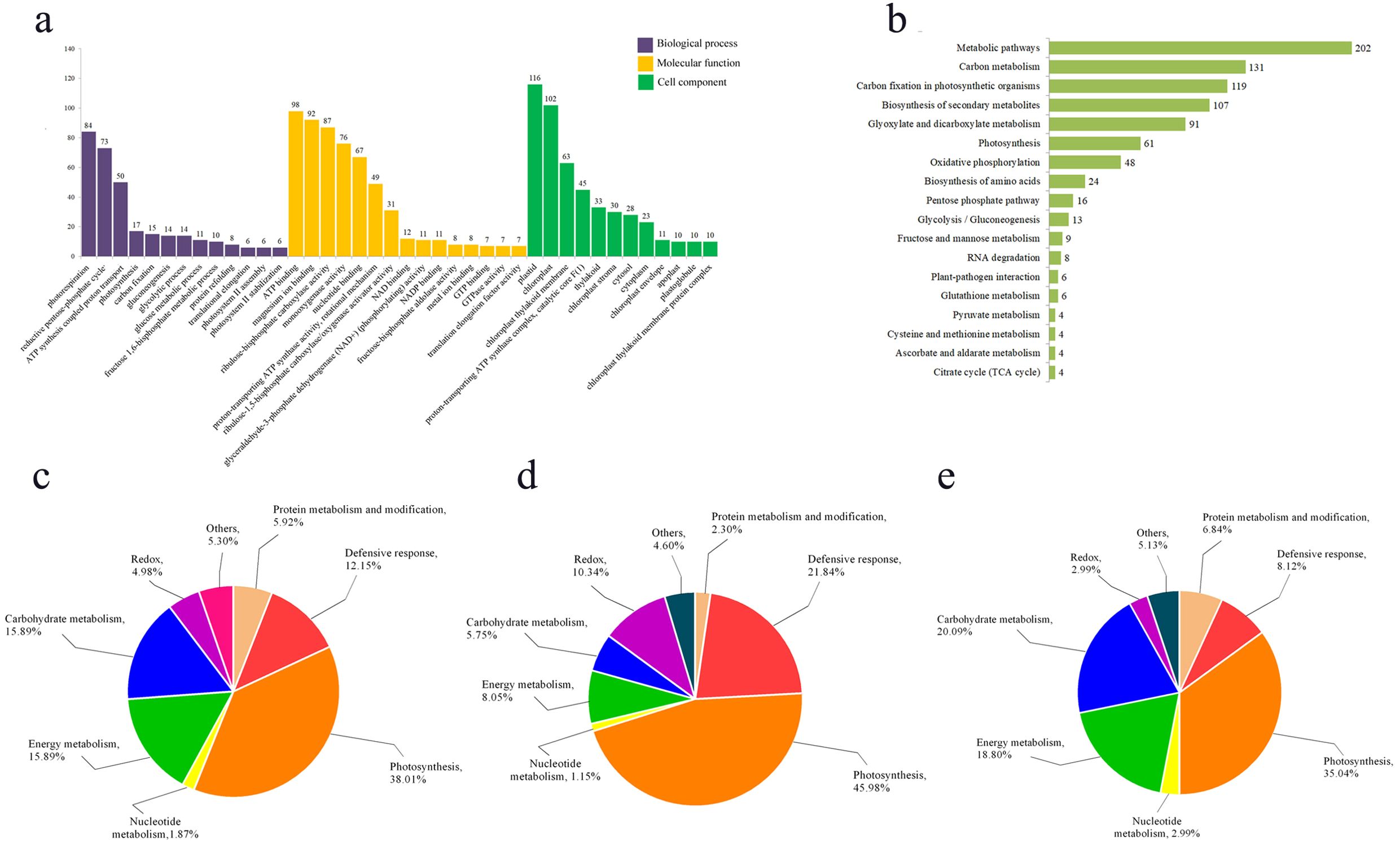 Graphs and charts depicting gene ontology and metabolic pathway analysis. Chart (a) is a bar graph showing biological processes, molecular functions, and cell components grouped by color. Chart (b) is another bar graph illustrating various metabolic pathways with corresponding values. Charts (c), (d), and (e) are pie charts representing different percentages for processes like photosynthesis, carbohydrate metabolism, and others. Each section is labeled with its corresponding percentage and category.