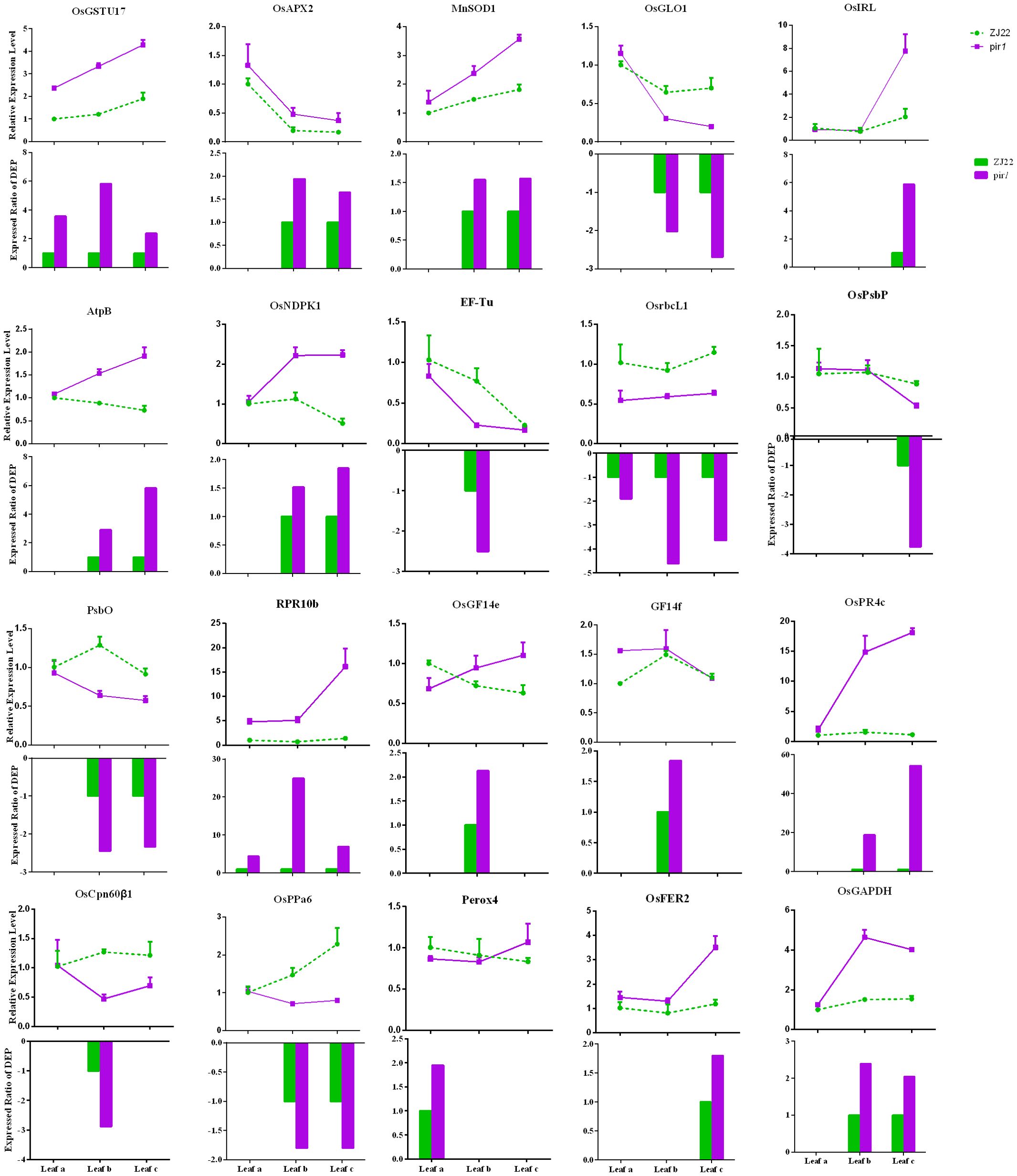 Multiple line and bar graphs depicting expression levels of various genes under two conditions labeled as ZJ27 and pir1. Each panel includes a line graph above and a bar graph below. Labels include gene names like OxGSTU7, OsAPX2, and MnSOD1. Expression levels vary across the graphs, showing different trends and comparisons between the two conditions, represented by green and purple colors. Error bars are present, indicating variability in data.