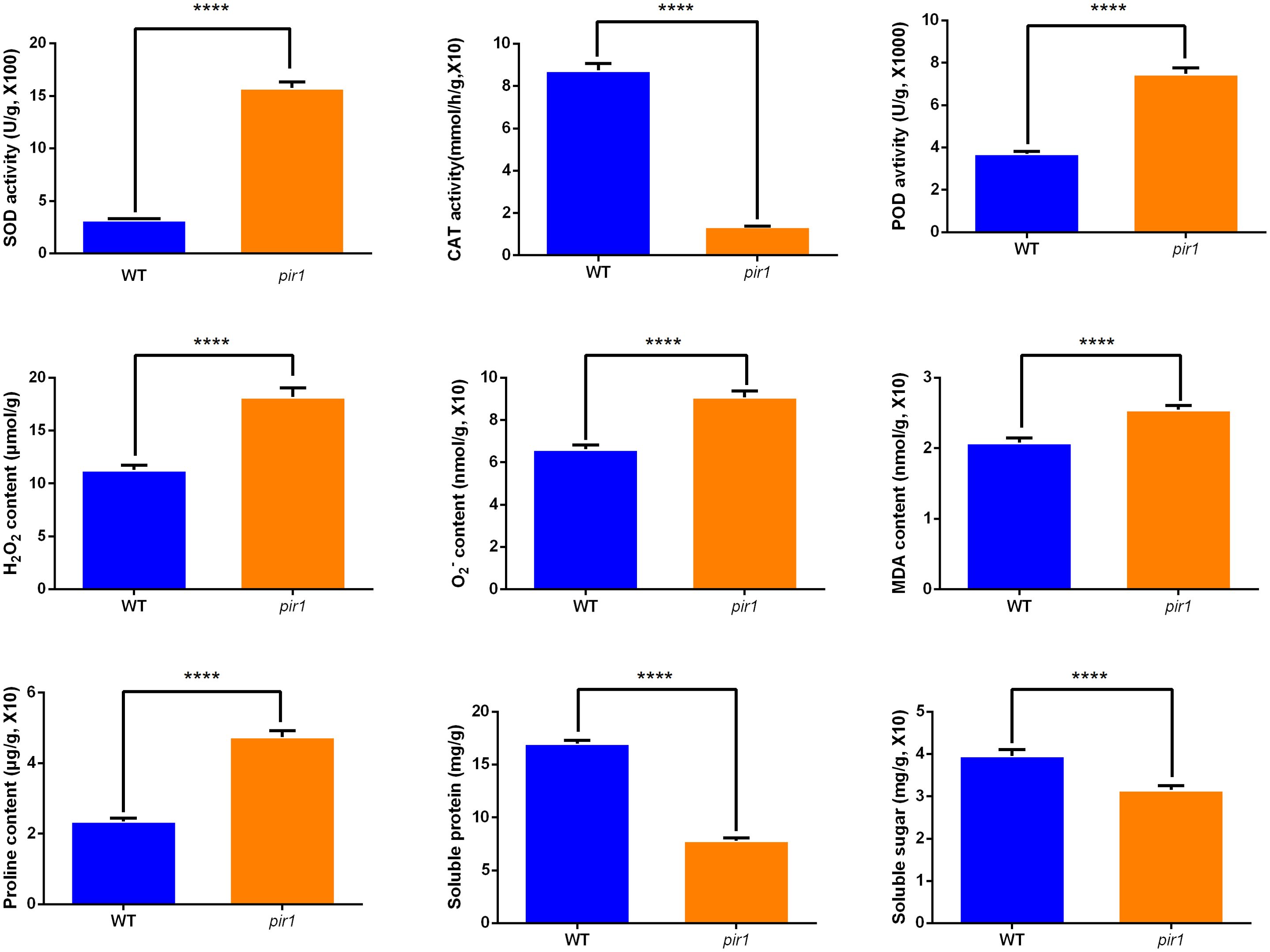 Bar charts comparing various biochemical activities and contents between WT and pir1 groups. Significant differences are marked by asterisks. Metrics include SOD, CAT, POD activities; H₂O₂, O₂⁻, MDA contents; proline, soluble protein, and sugar contents, each showing higher levels in the pir1 group compared to WT.