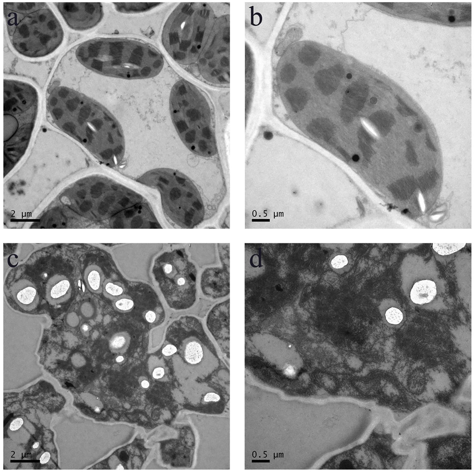 Electron microscopy images showing different magnifications and views of tachyzoites in Host-Cell A and Host-Cell B. Image (a) shows tachyzoites in Host-Cell A at lower magnification. Image (b) shows a higher magnification of a tachyzoite in Host-Cell A. Image (c) displays tachyzoites in Host-Cell B at lower magnification. Image (d) shows a higher magnification view of the tachyzoites in Host-Cell B.