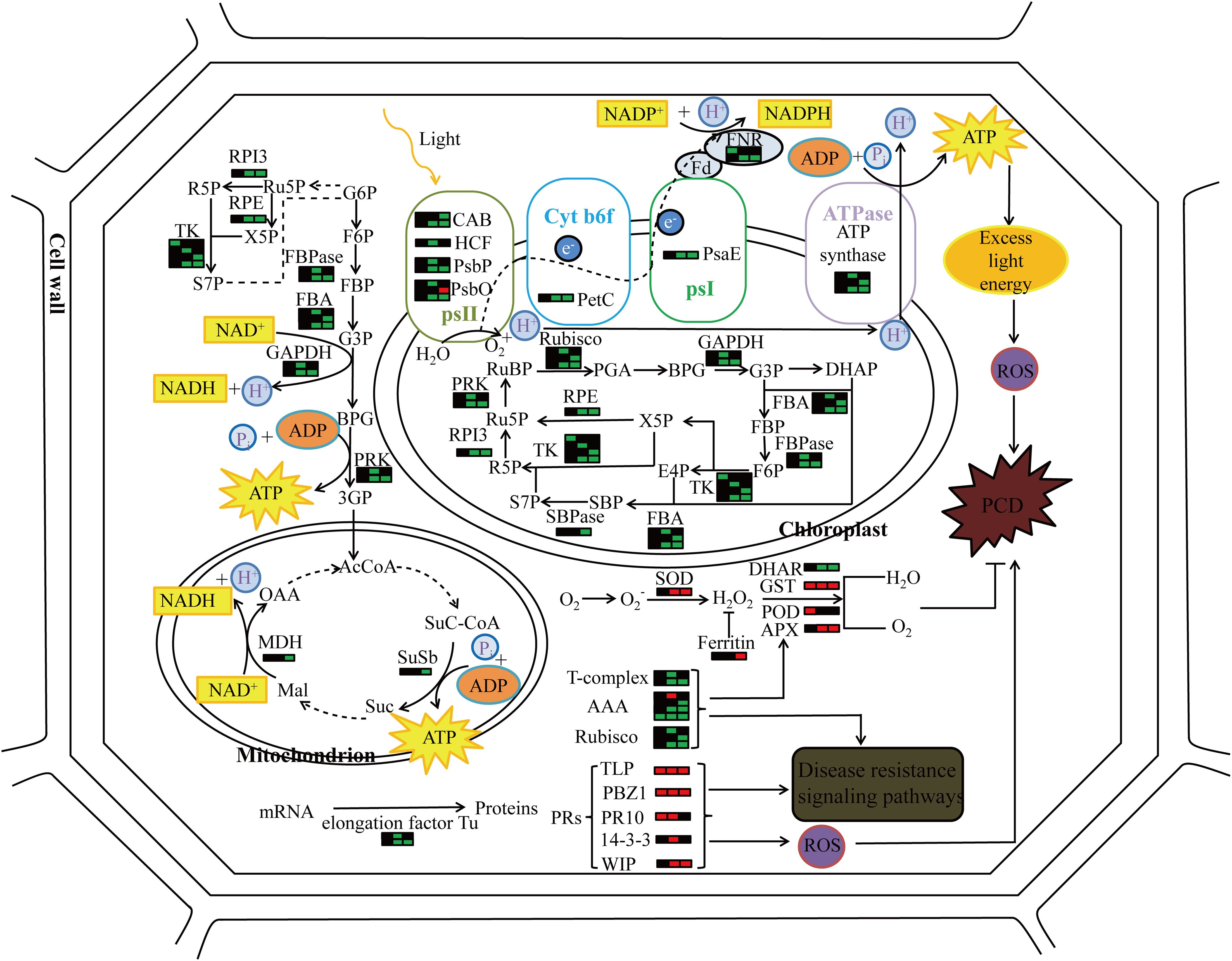 Diagram of photosynthesis in a plant cell, highlighting chloroplast reactions and ATP production. Light triggers photosystems leading to NADPH and oxygen formation. ATP synthase generates ATP. Excess light causes reactive oxygen species, promoting programmed cell death and activating disease resistance pathways. Mitochondria participate in ATP generation.
