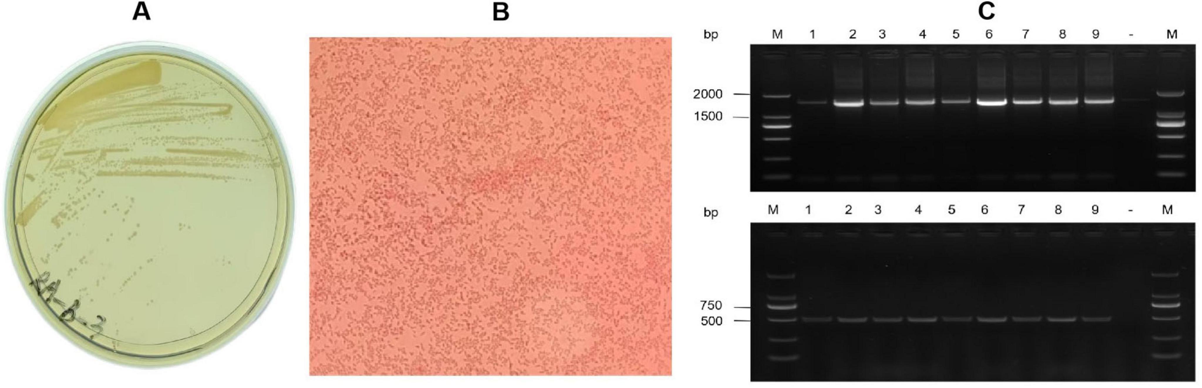 Panel A shows bacterial colonies on an agar plate. Panel B displays a microscopic view of numerous small, red-stained bacterial cells. Panel C consists of two gel electrophoresis images, with DNA bands in lanes 1 through 9, ranging in size from 2000 base pairs to 500 base pairs, marked with “M” for markers.