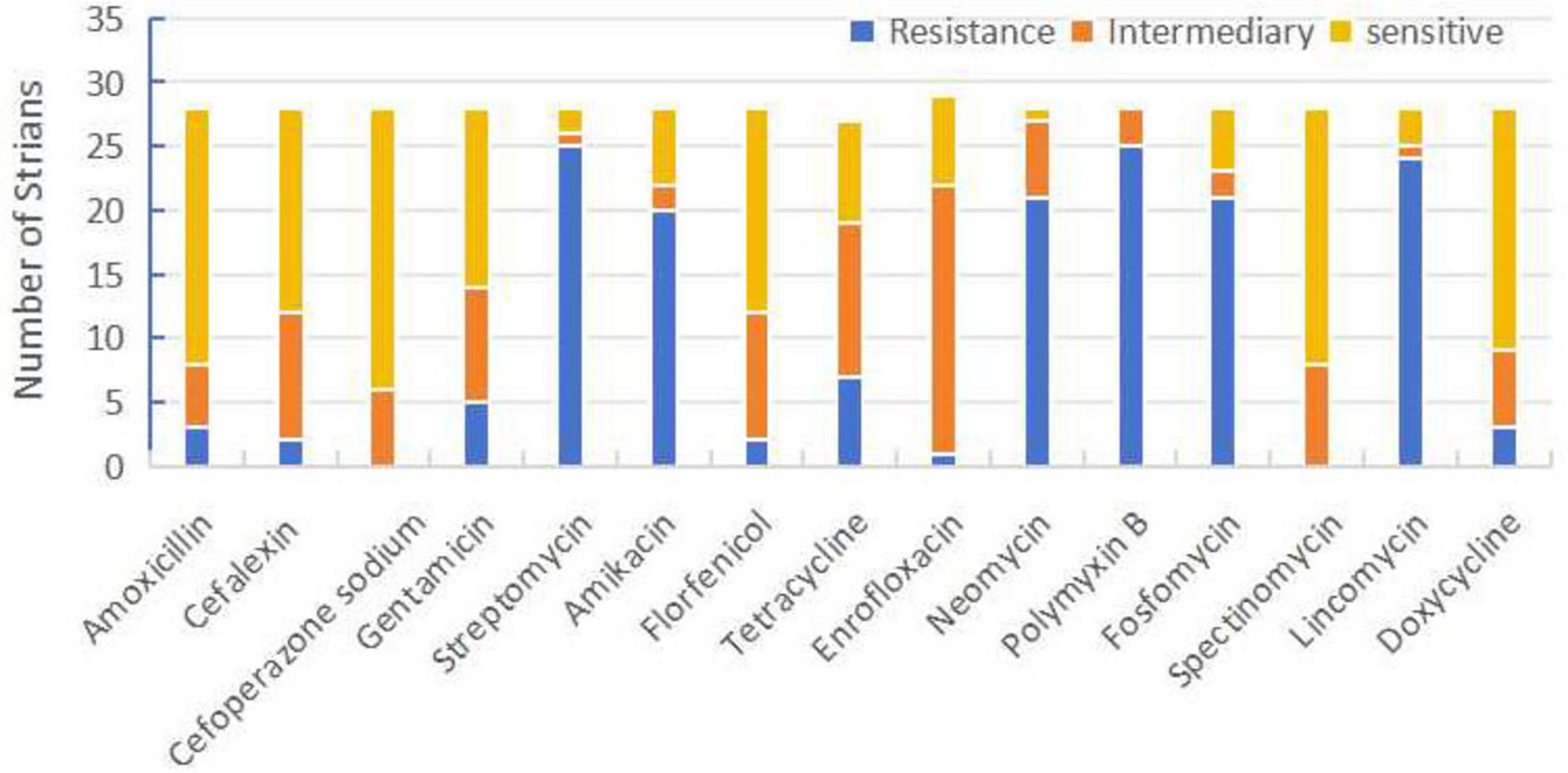 Bar chart depicting the number of bacterial strains showing resistance, intermediary sensitivity, and sensitivity to various antibiotics. Amoxicillin and Cefalexin show higher sensitivity, while Tetracycline and Doxycycline present more resistance.